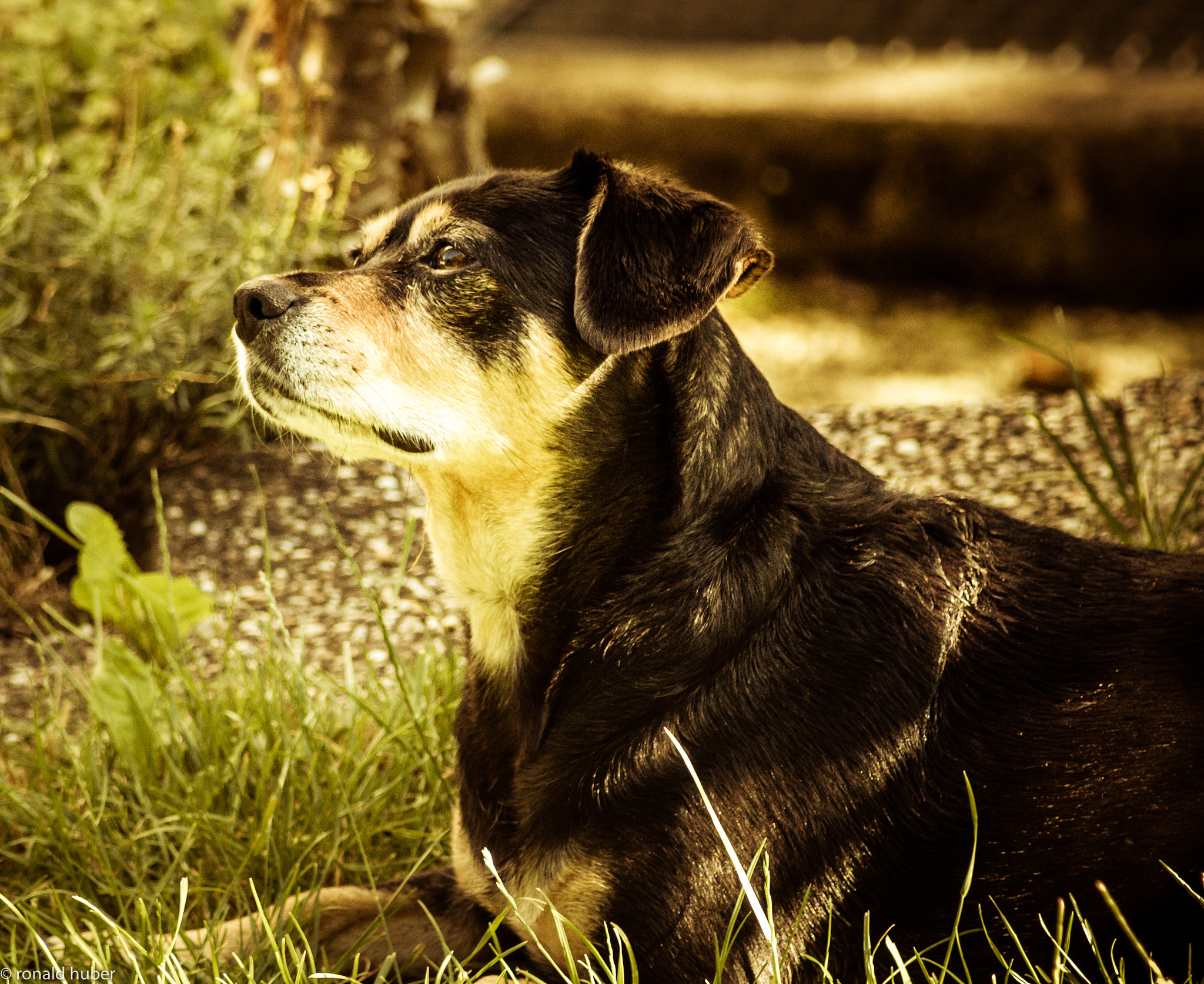 Canon EF 55-200mm F4.5-5.6 II USM sample photo. Fifi photography