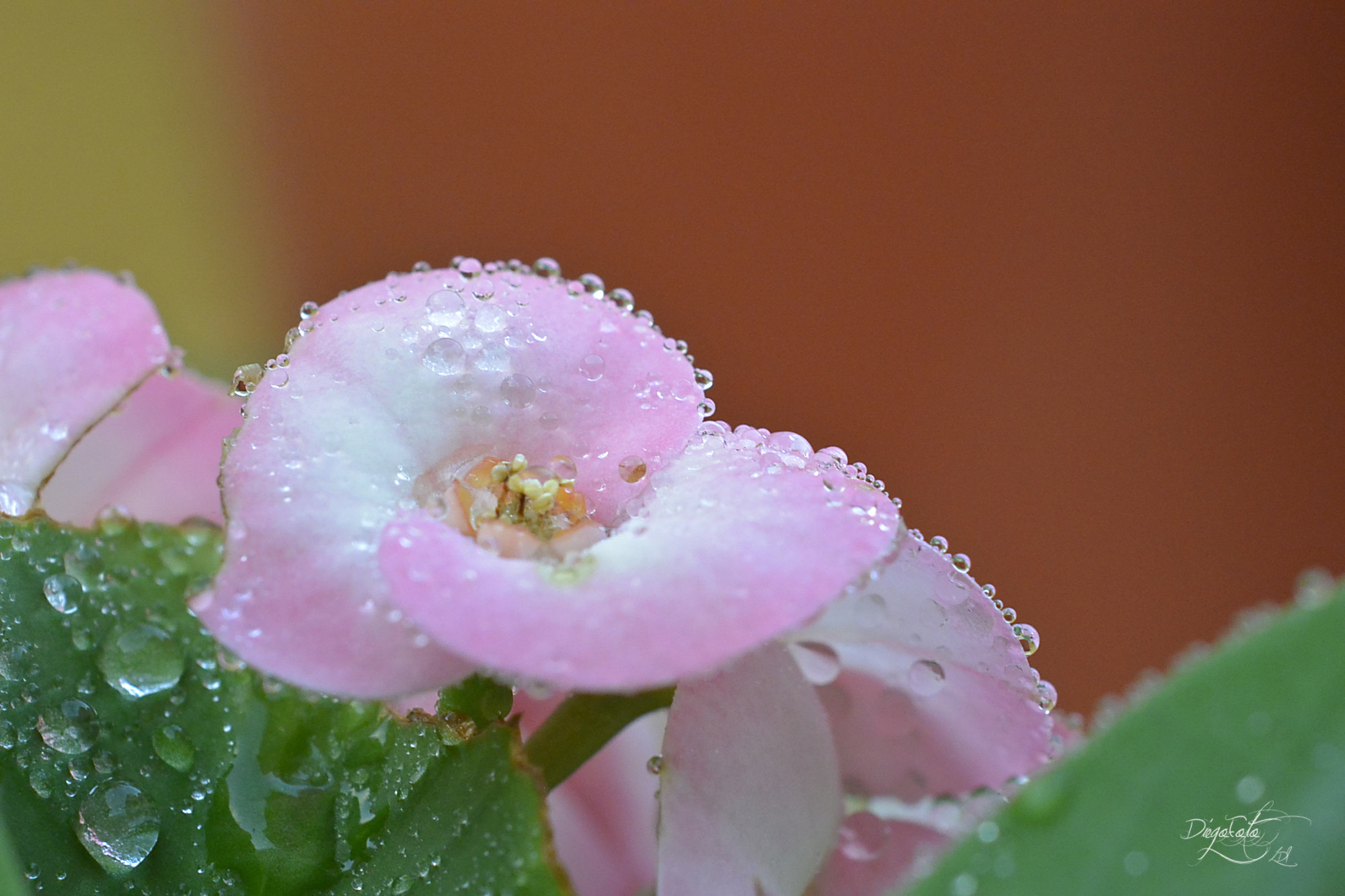 40mm f/2.8G sample photo. Euphorbia milii o corona de cristo photography