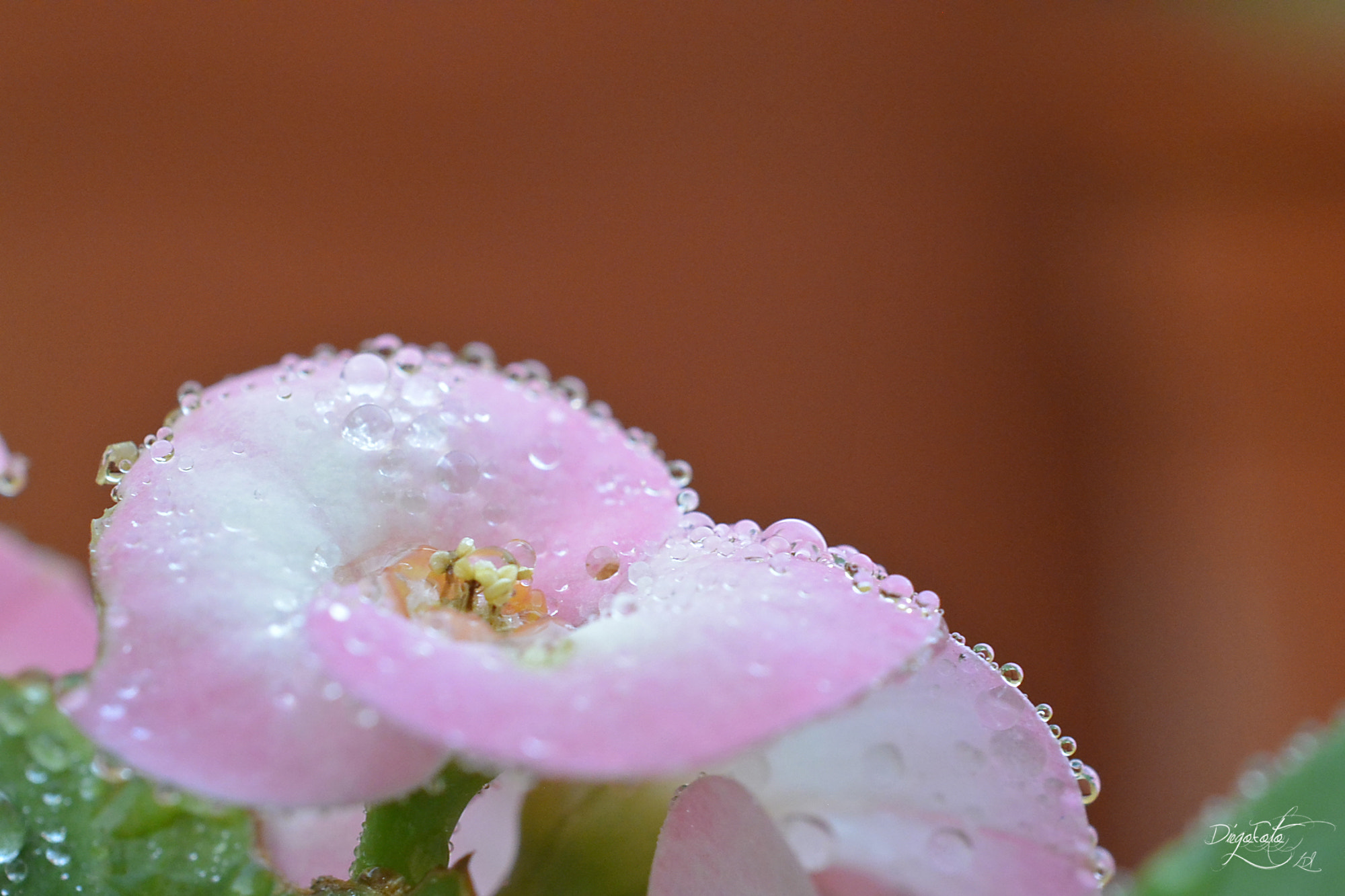 40mm f/2.8G sample photo. Euphorbia milii o corona de cristo photography