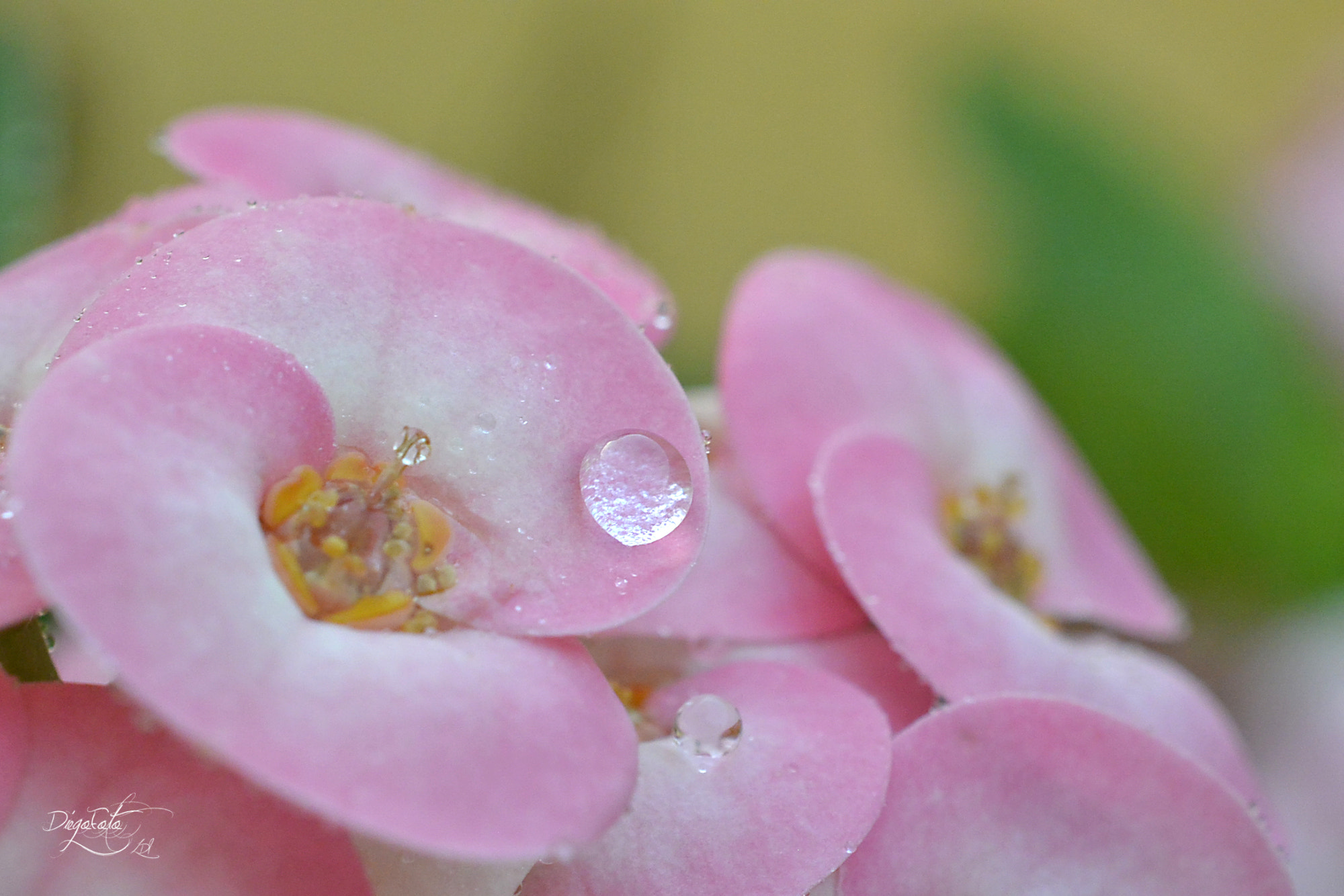 40mm f/2.8G sample photo. Euphorbia milii o corona de cristo photography