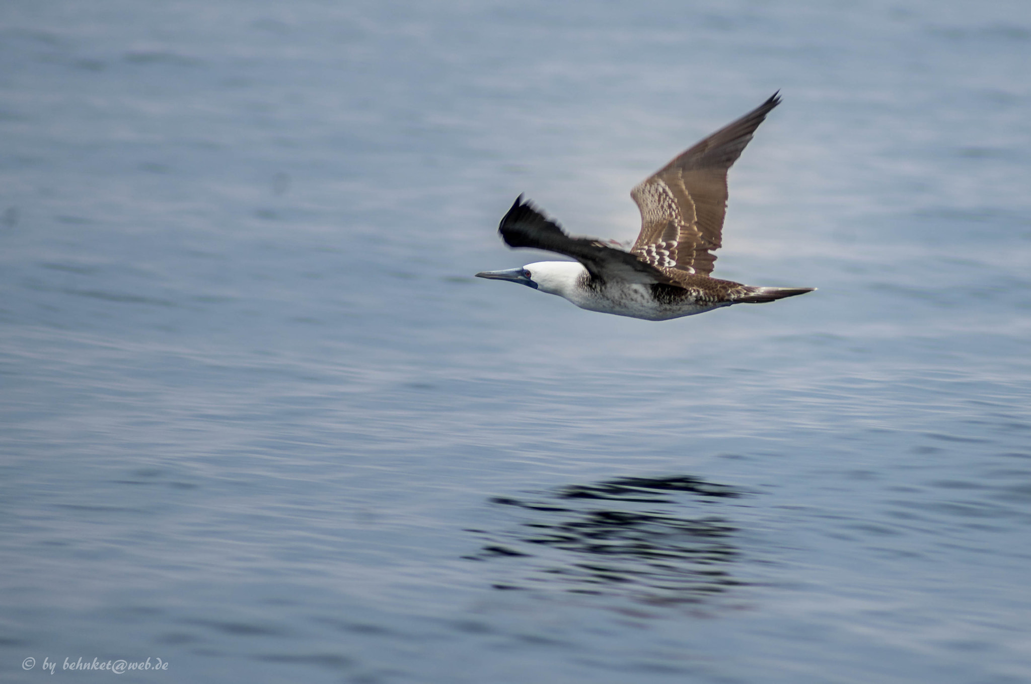 Sony 75-300mm F4.5-5.6 sample photo. Fast bird photography