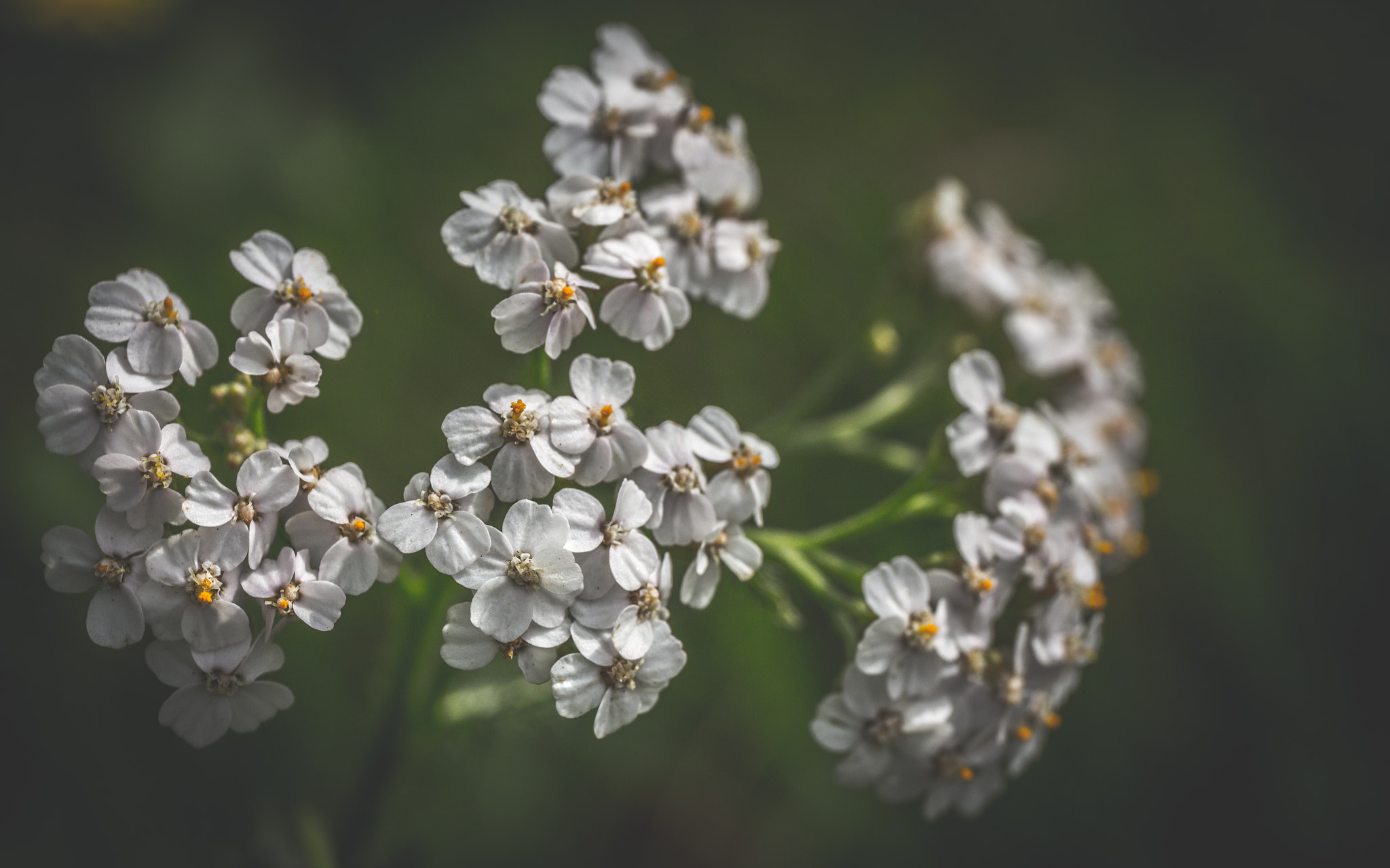 Canon EF 24-70mm F4L IS USM sample photo. Small and white photography