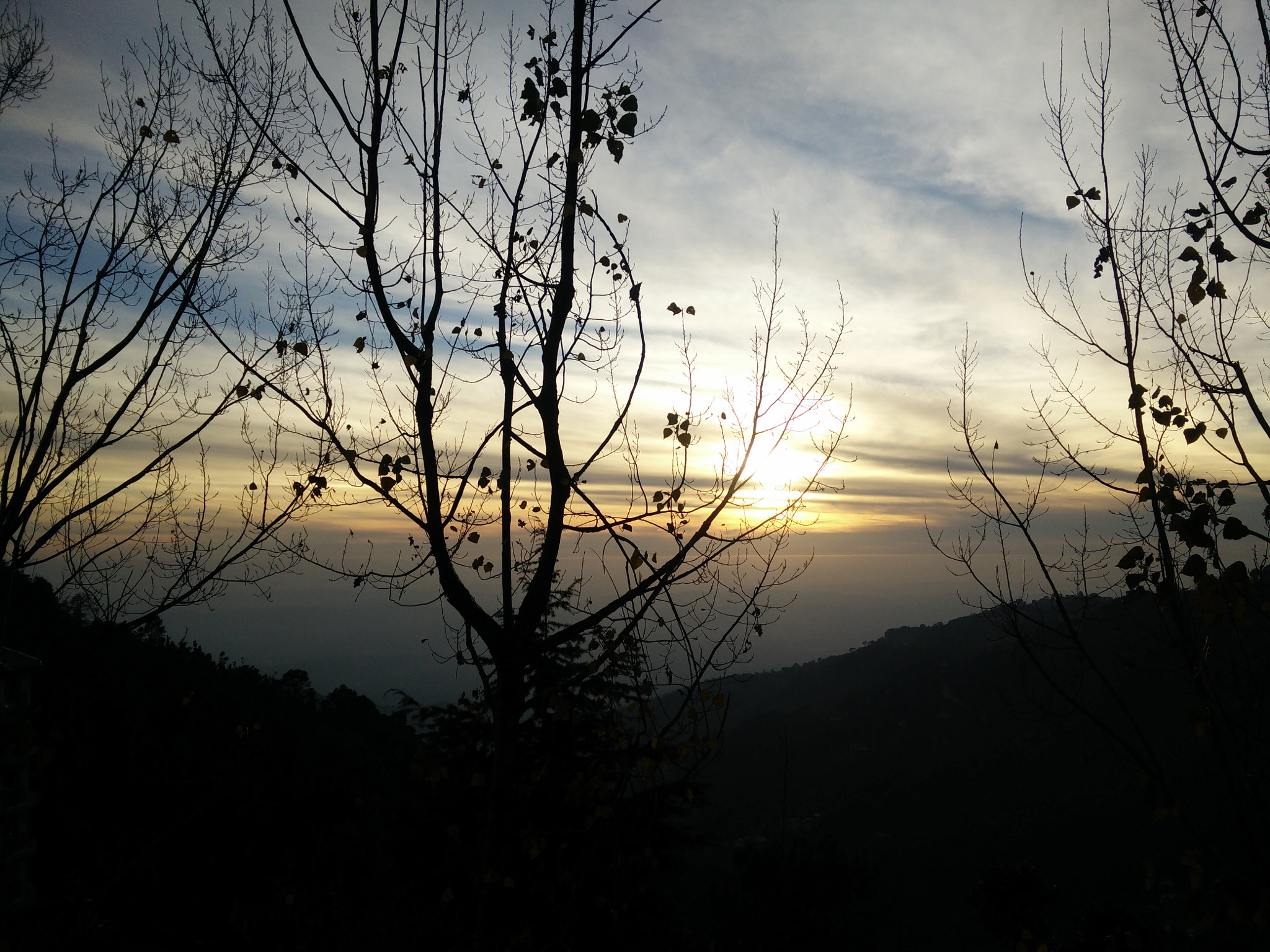 OPPO Find7 sample photo. Bush photography