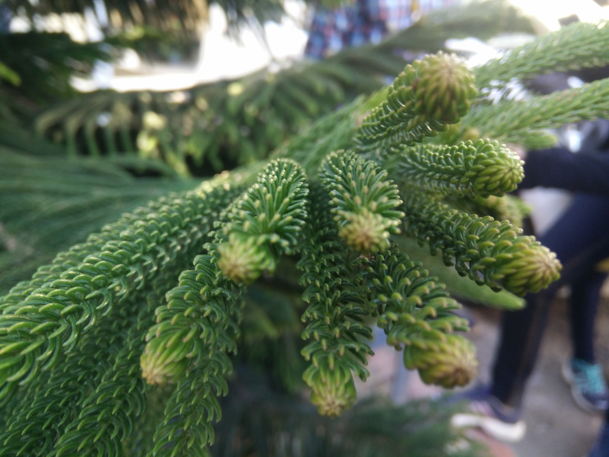OPPO Find7 sample photo. Poke photography