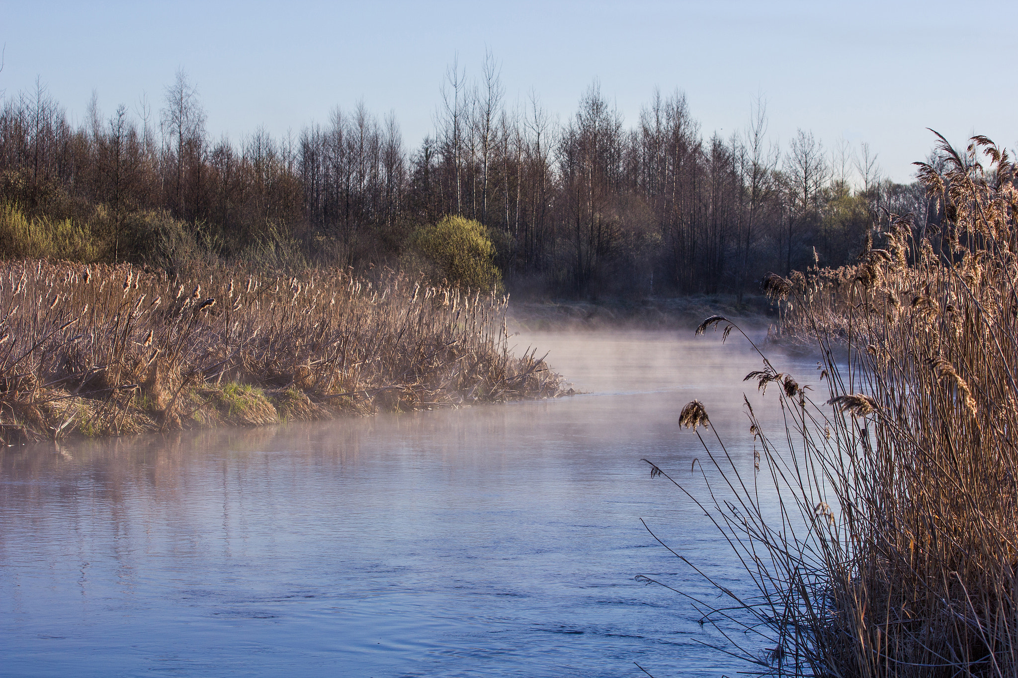 Canon EOS 550D (EOS Rebel T2i / EOS Kiss X4) sample photo. Morning in wood photography