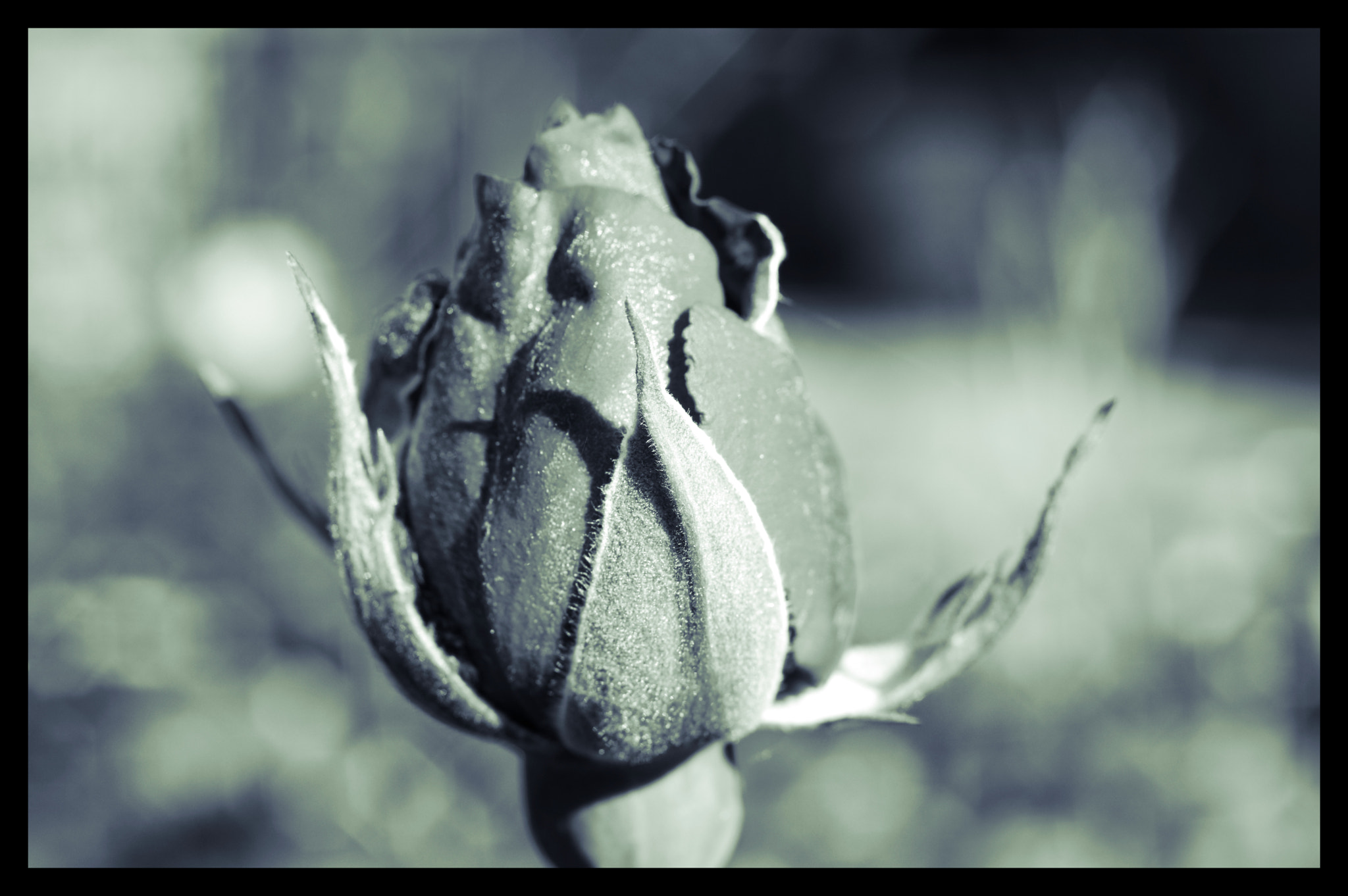 Pentax smc D-FA 50mm F2.8 Macro sample photo. Rose photography