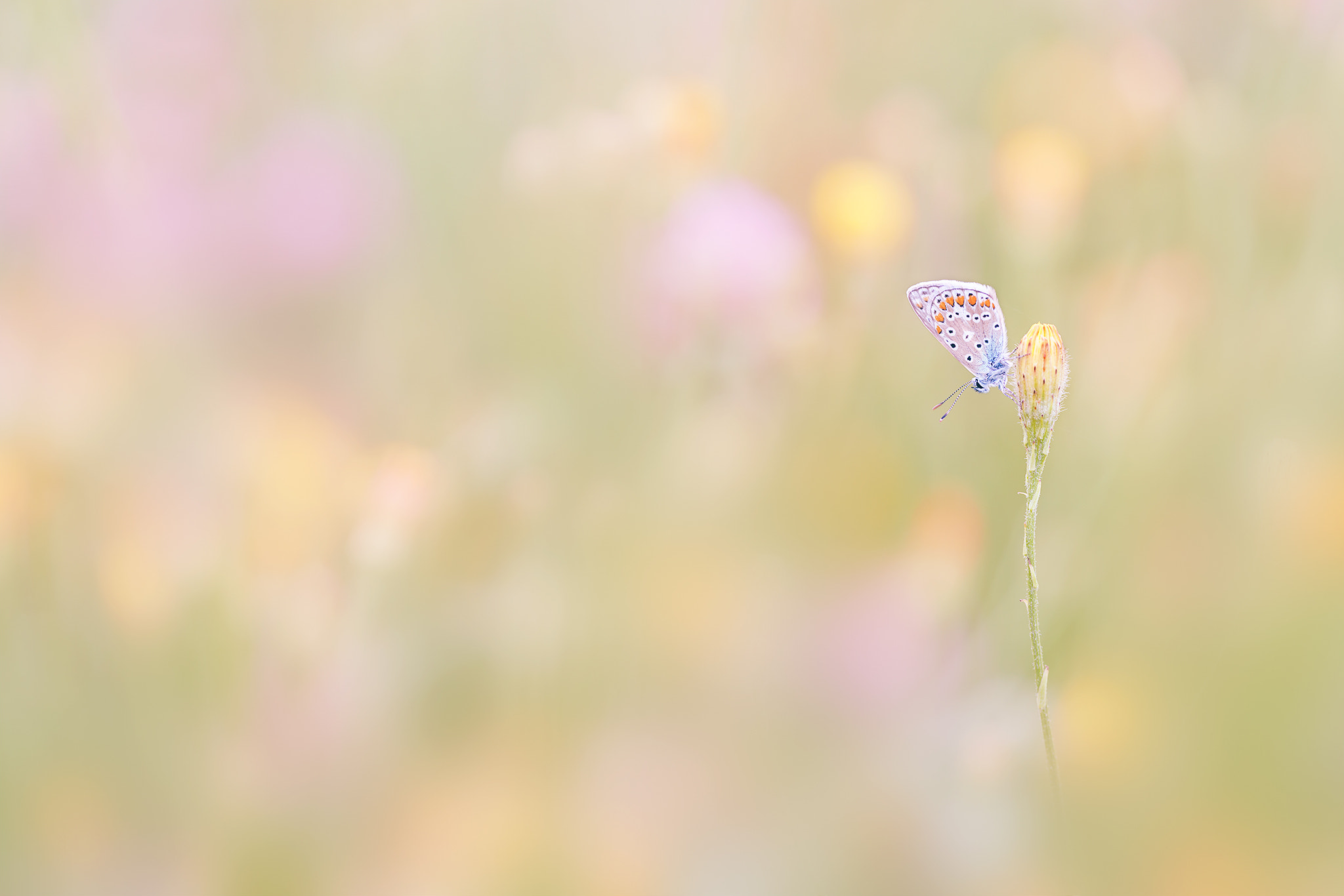 Sigma 70-200mm F2.8 EX DG Macro HSM II sample photo. Matin d'été photography