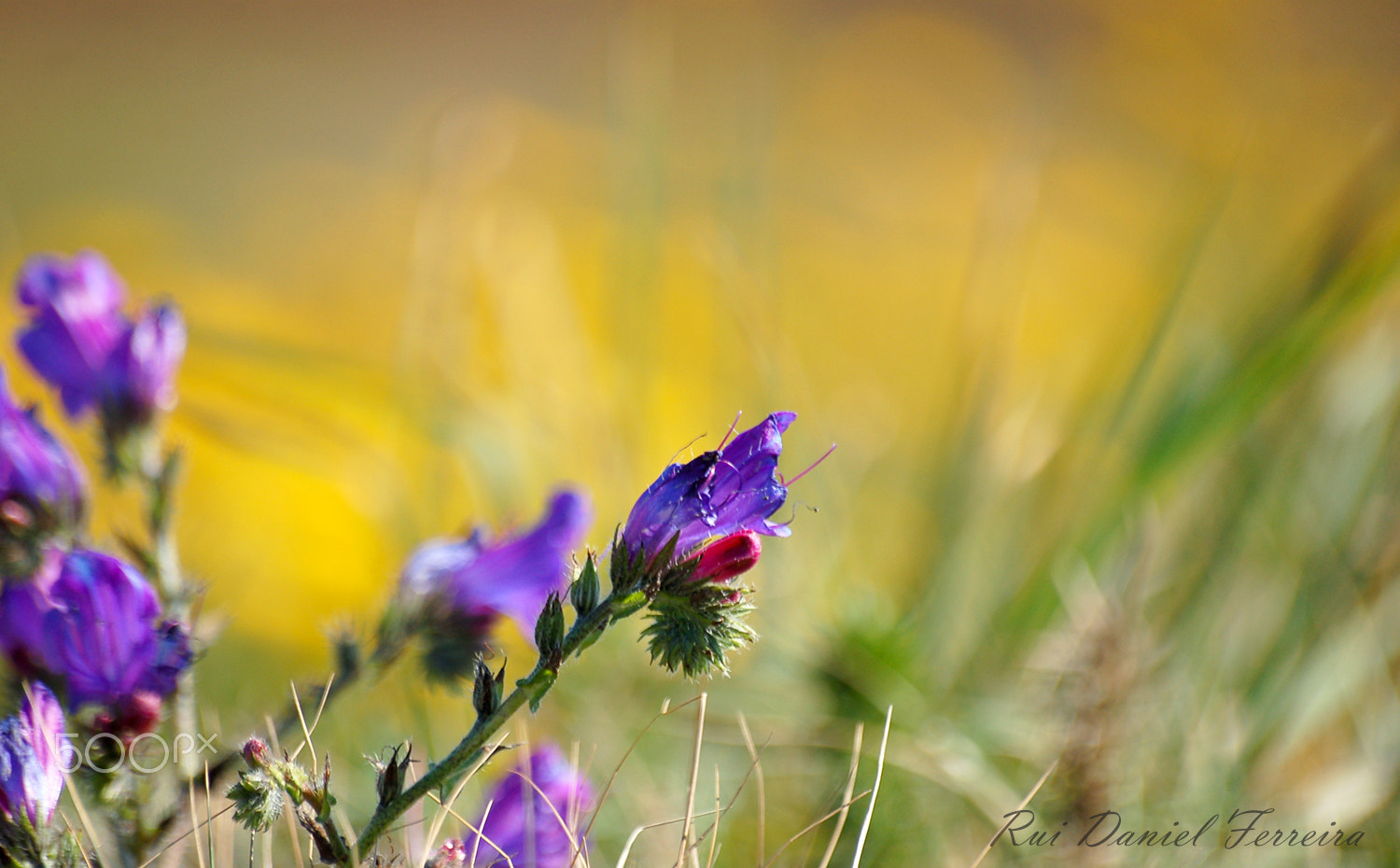 Nikon D50 sample photo. Colours photography