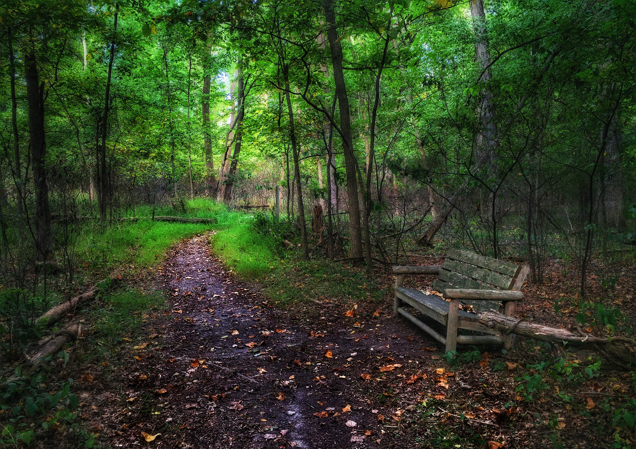 Apple iPhone7,1 sample photo. Contemplative forest photography