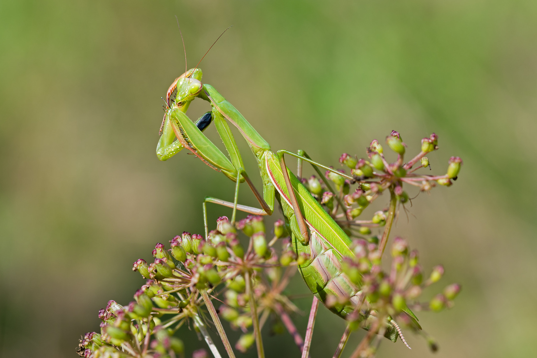 Sigma 105mm F2.8 EX DG OS HSM sample photo. Mantis religiosa (linnaeus, 1758) - european mantis photography