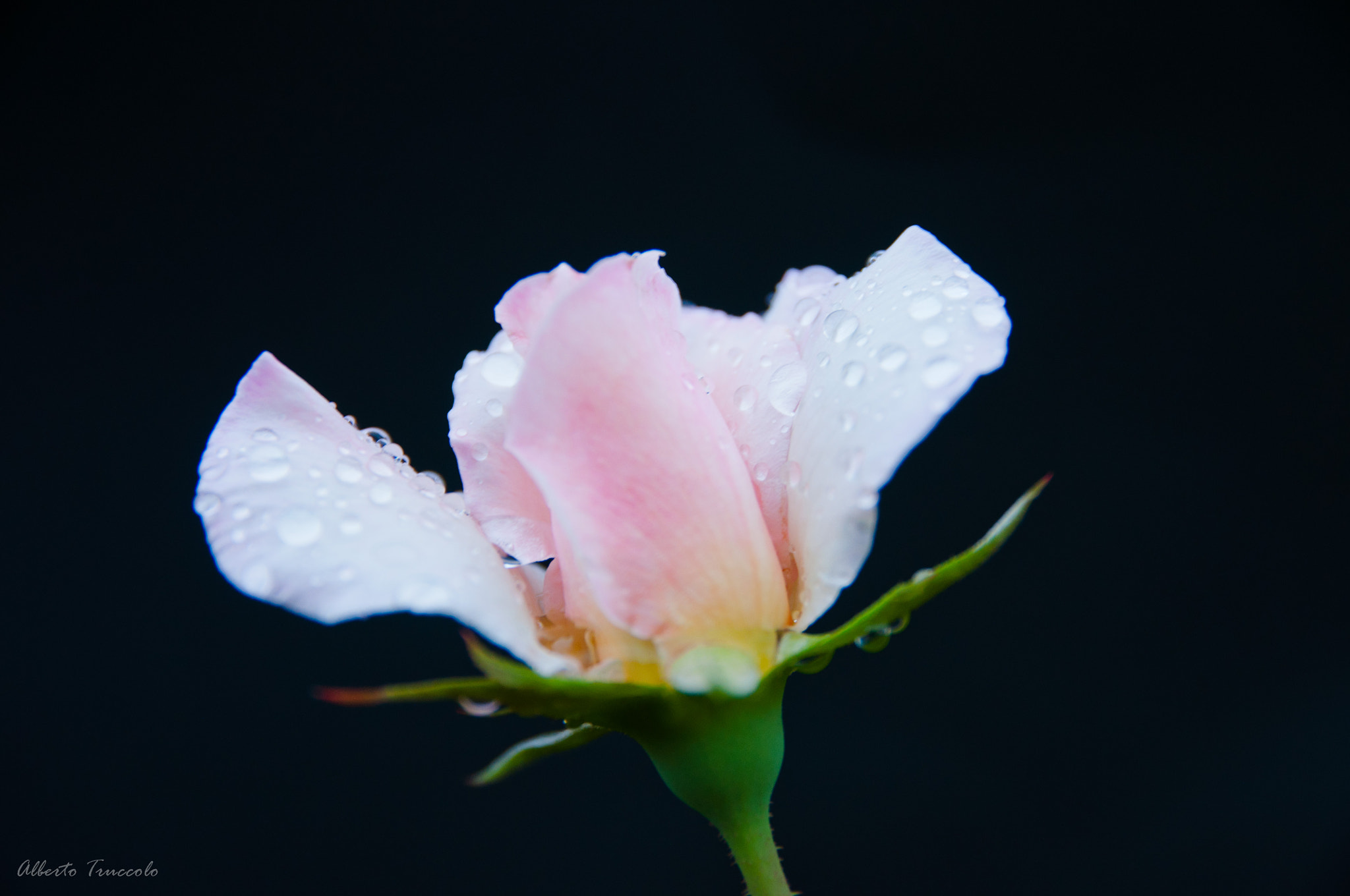 Sigma 17-70mm F2.8-4 DC Macro OS HSM | C sample photo. Rose photography
