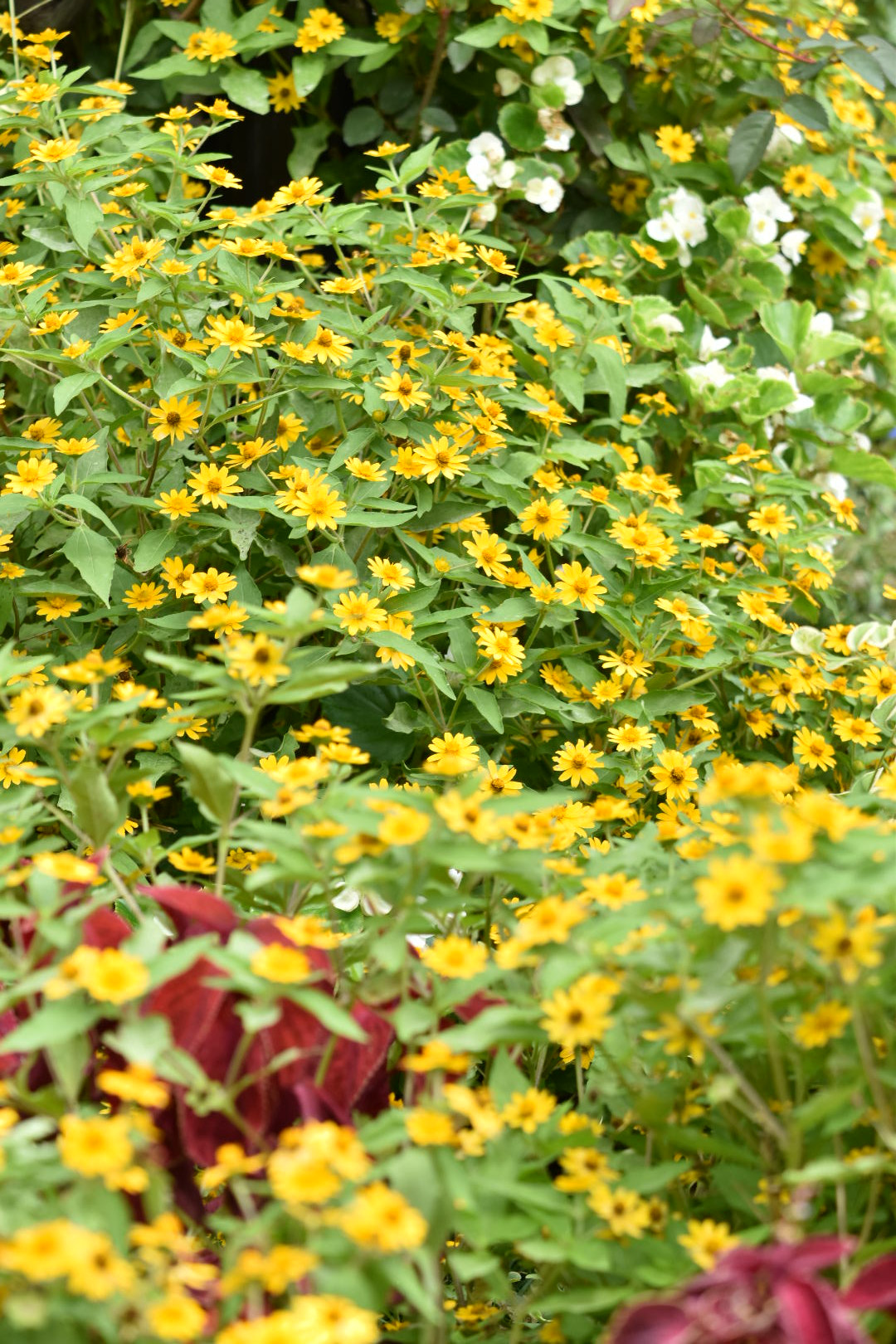 Nikon AF-S DX Micro-Nikkor 85mm F3.5G ED VR sample photo