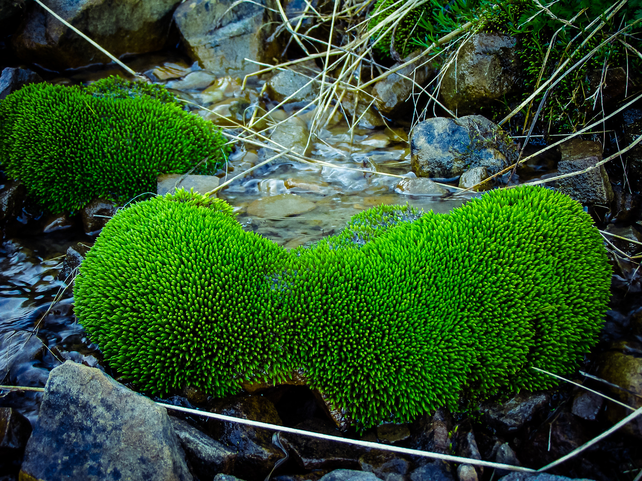 Olympus SP500UZ sample photo. Awsome moss photography