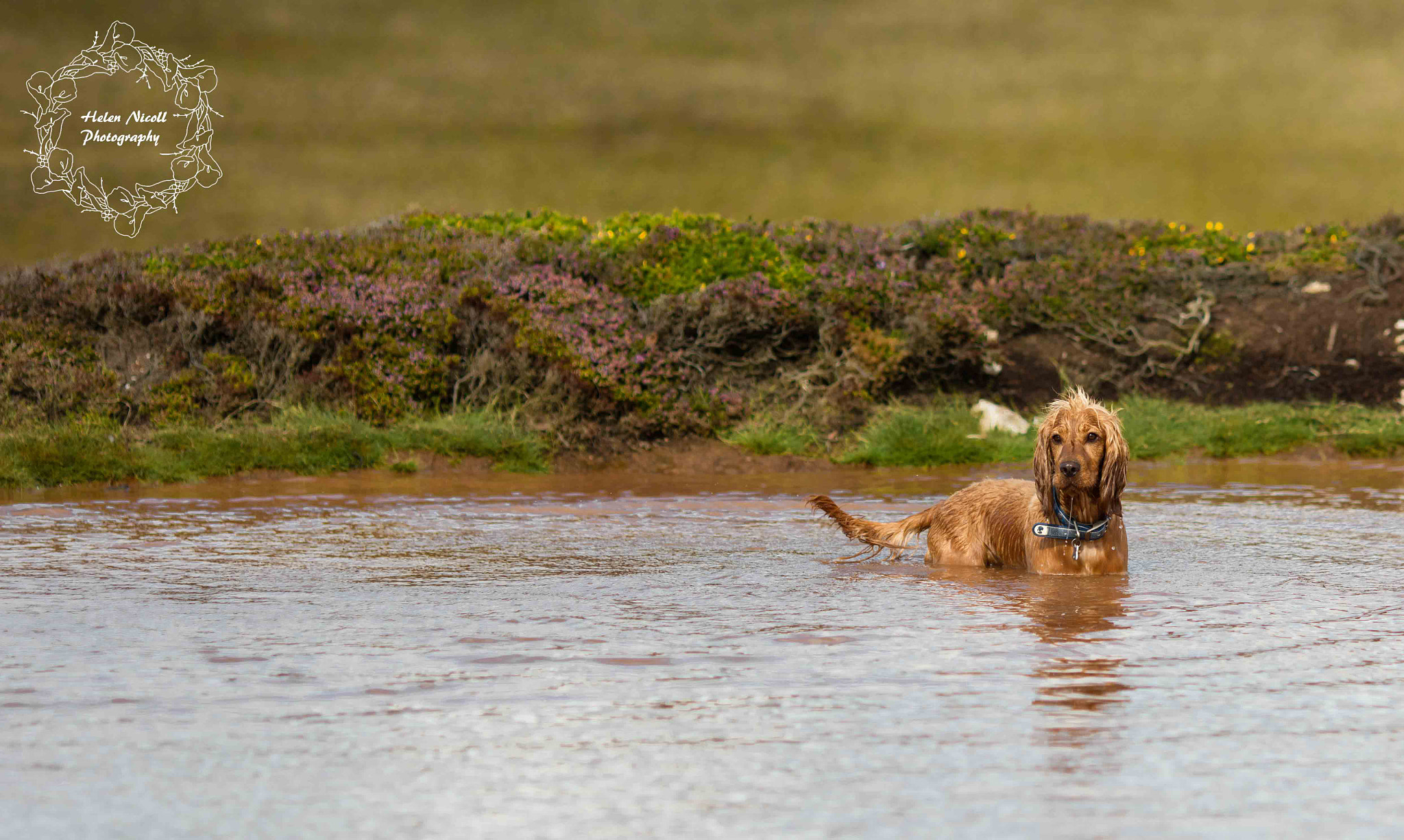 Canon EOS 5DS + Canon EF 135mm F2L USM sample photo. Water spaniel photography