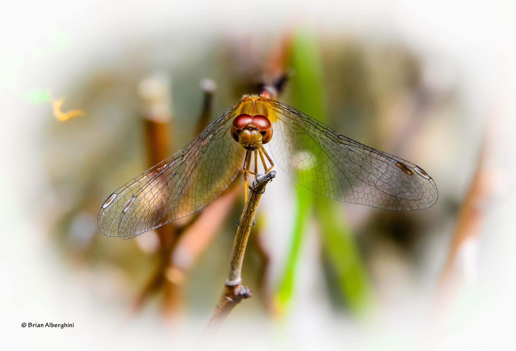 Nikon D7100 + Sigma 24-105mm F4 DG OS HSM Art sample photo. Dragonfly portrait photography