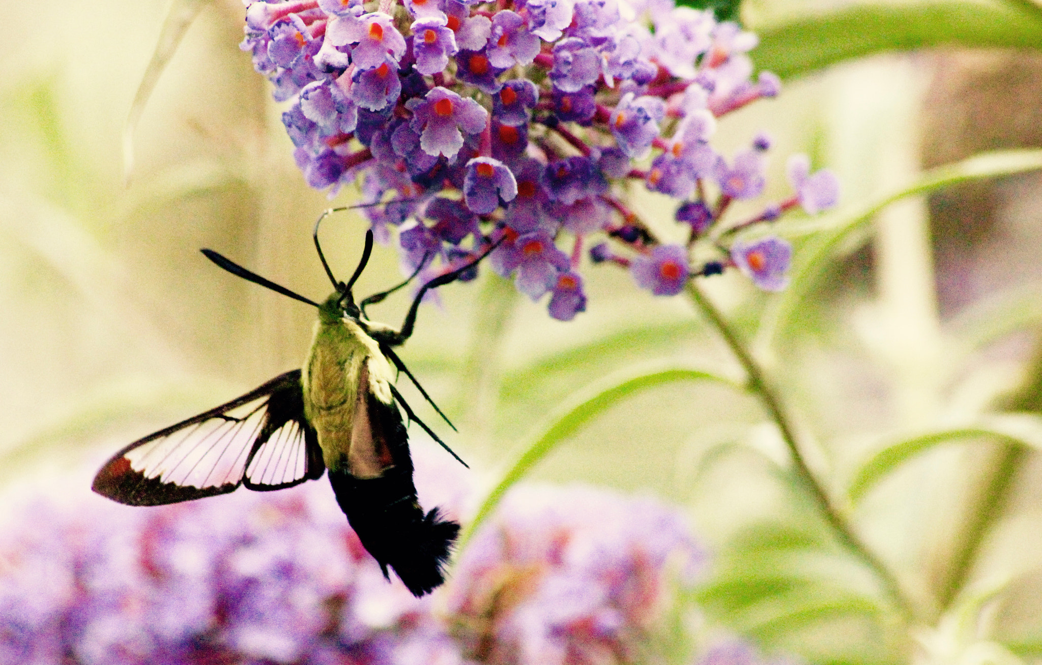 Sigma 70-300mm F4-5.6 APO DG Macro sample photo. Moth(?) photography