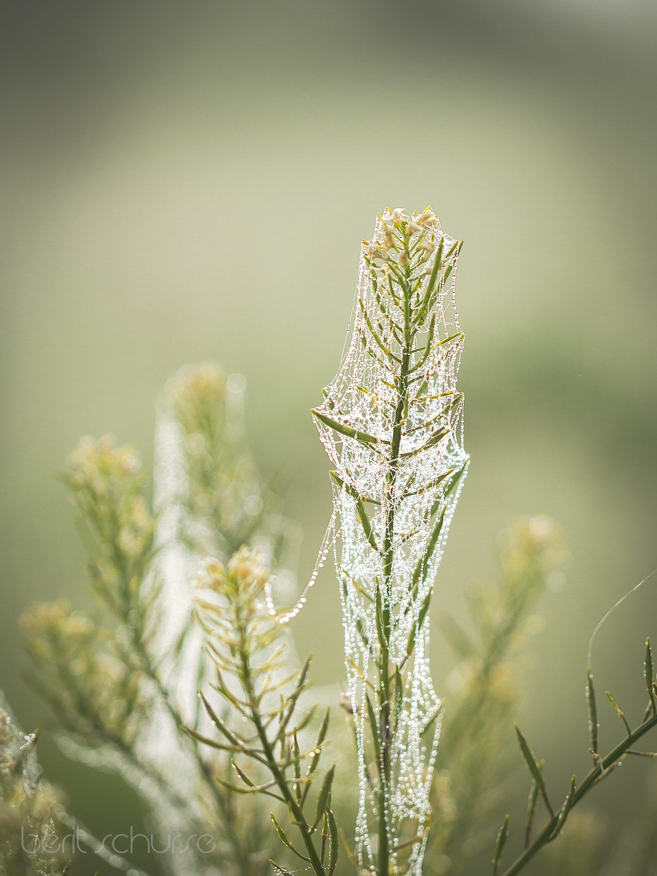 Canon EOS 60D + Canon EF 100mm F2.8L Macro IS USM sample photo. Dressed in white photography