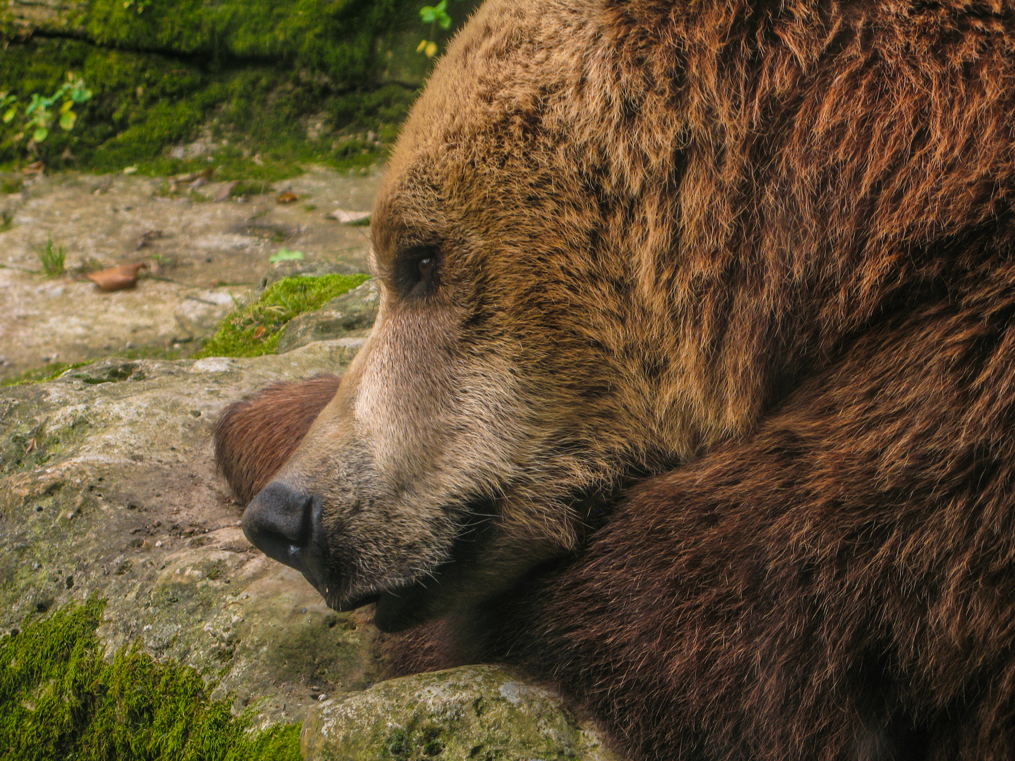 Canon POWERSHOT G7 sample photo. Bear photography