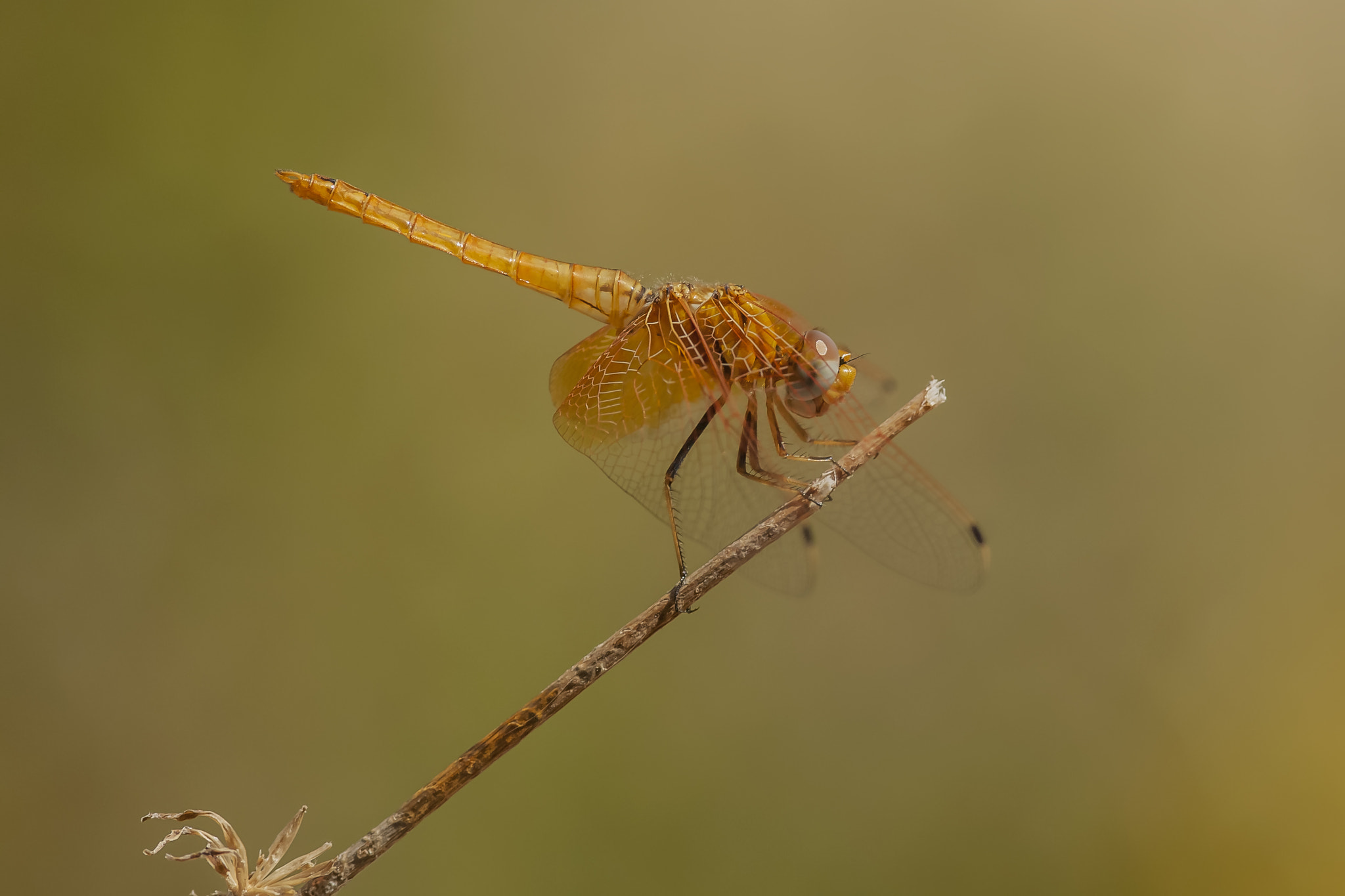 Nikon D2Xs sample photo. ♂ orange-winged dropwing photography