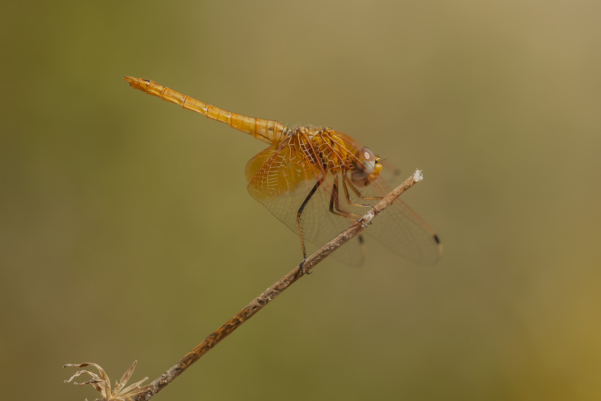 Nikon D2Xs + Nikon AF-S Nikkor 300mm F4D ED-IF sample photo. ♂ orange-winged dropwing photography