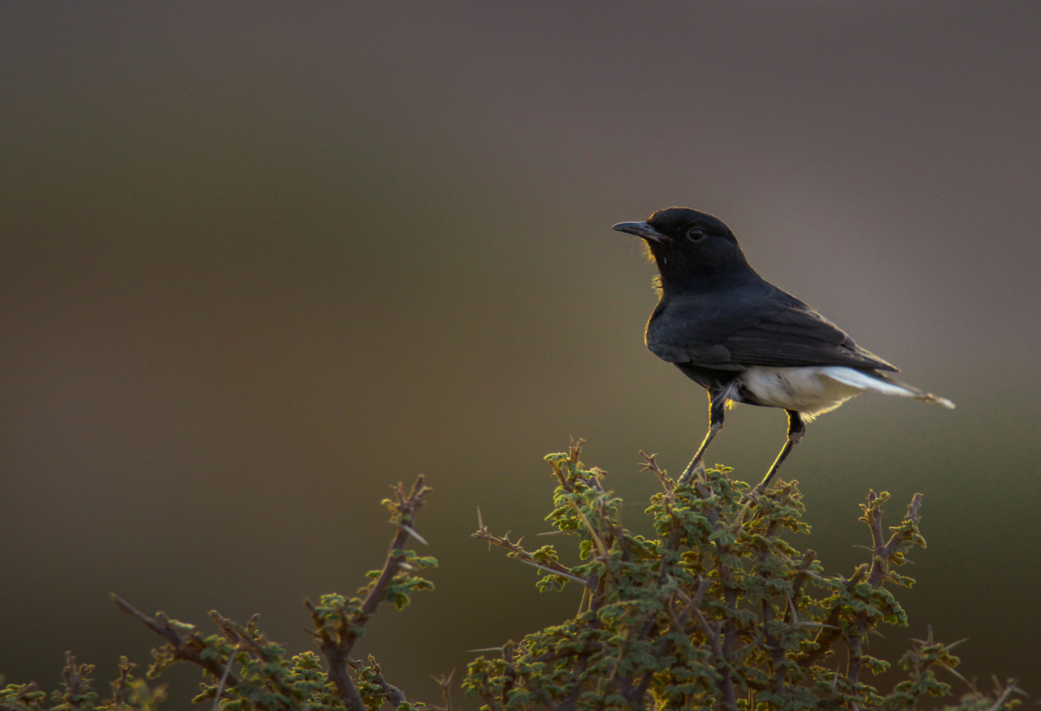 Tamron SP 150-600mm F5-6.3 Di VC USD sample photo. Black wheatear photography