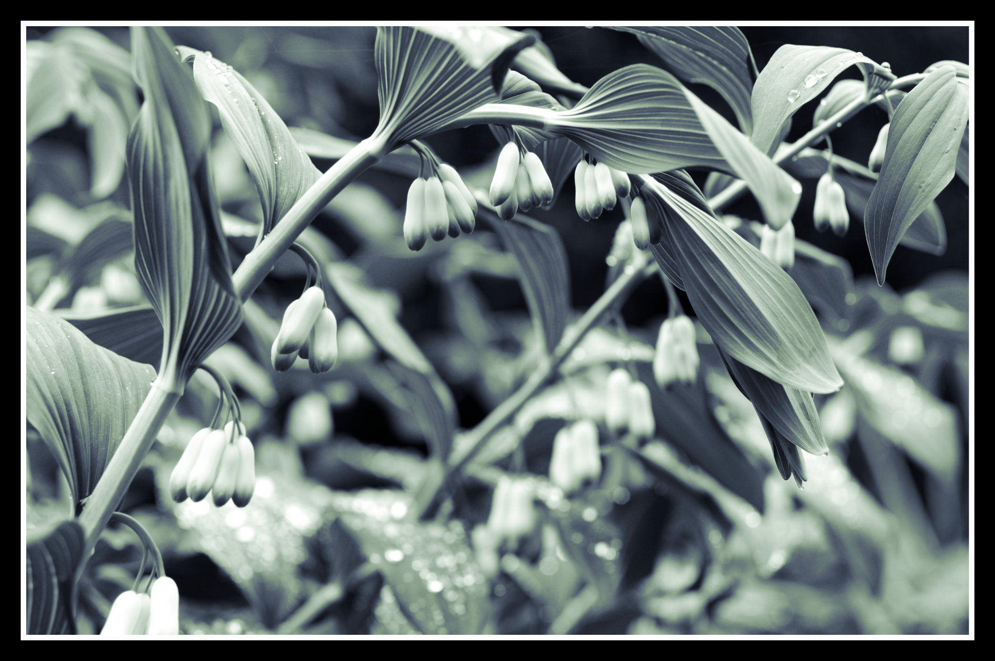 Pentax smc D-FA 50mm F2.8 Macro sample photo. Solemanseal,polygonatum, photography