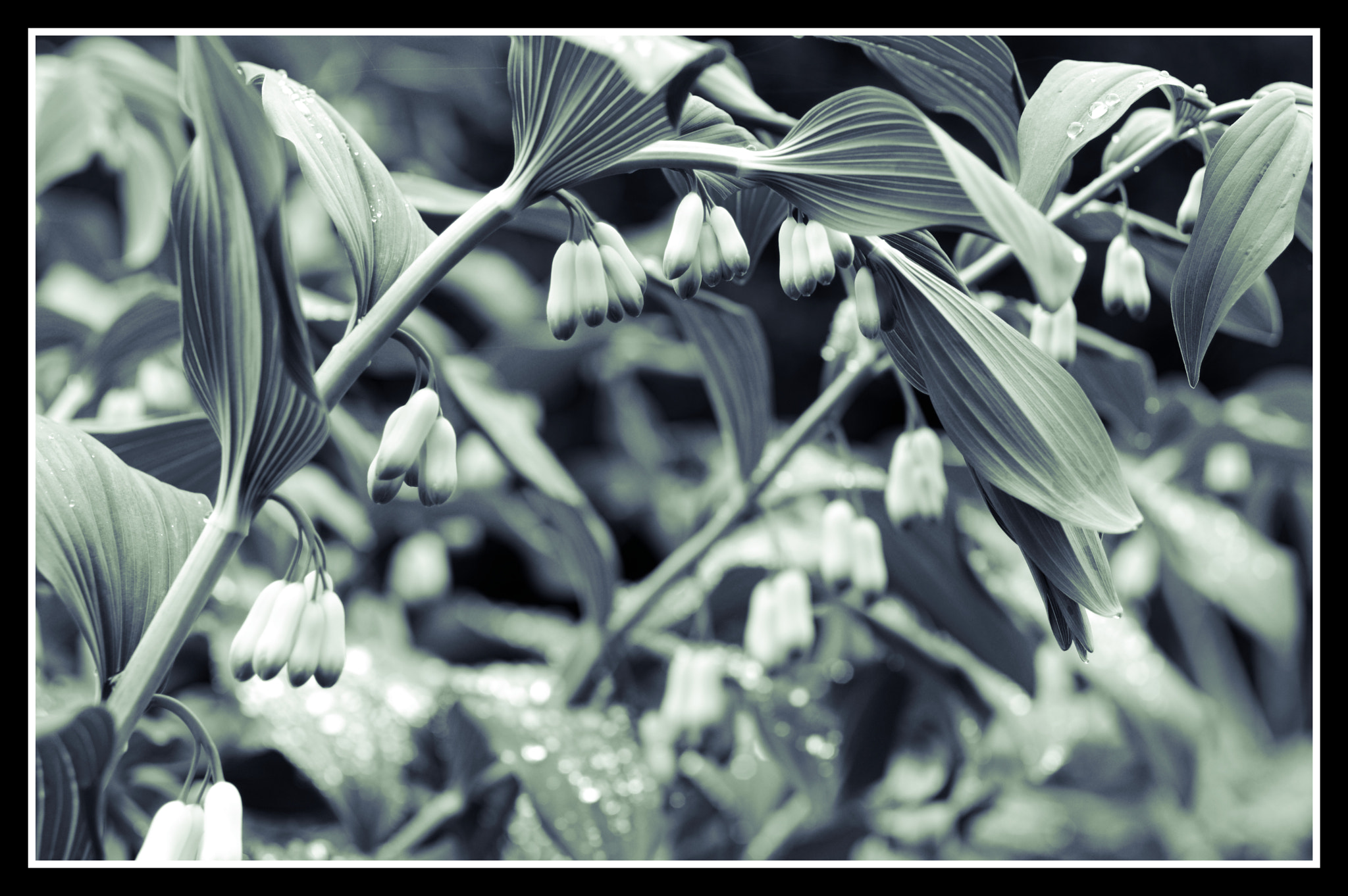 Pentax K-3 II sample photo. Solemanseal,polygonatum, photography