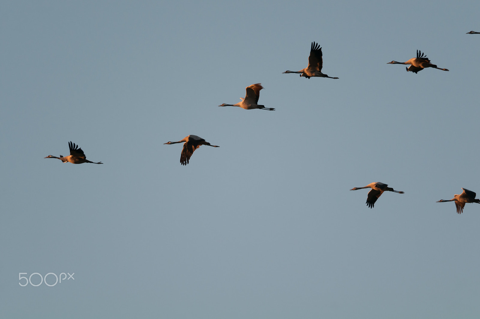 Nikon D300S + Nikon AF-S Nikkor 300mm F4D ED-IF sample photo. Following the leader photography