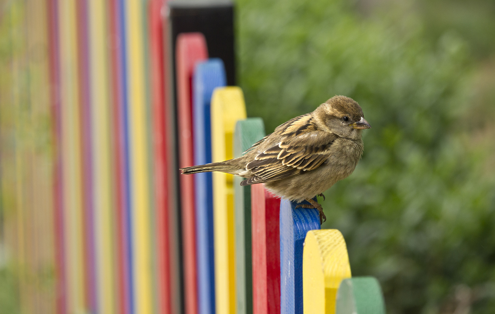 Canon EF-S 55-250mm F4-5.6 IS STM sample photo. Little bird photography