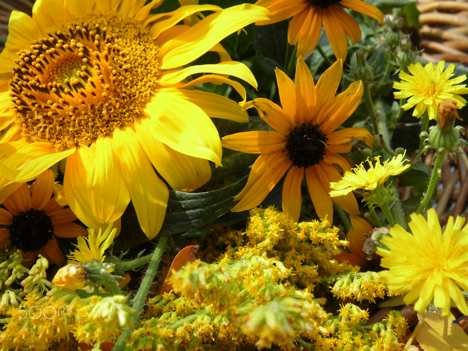 Samsung WB110/  WB111 sample photo. Yellow flowers photography