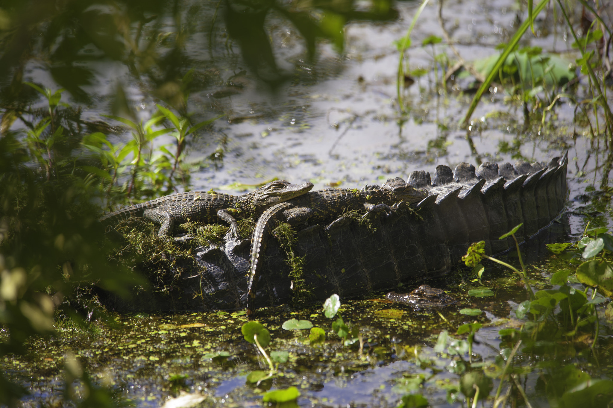 Nikon D700 sample photo. Baby alligators photography