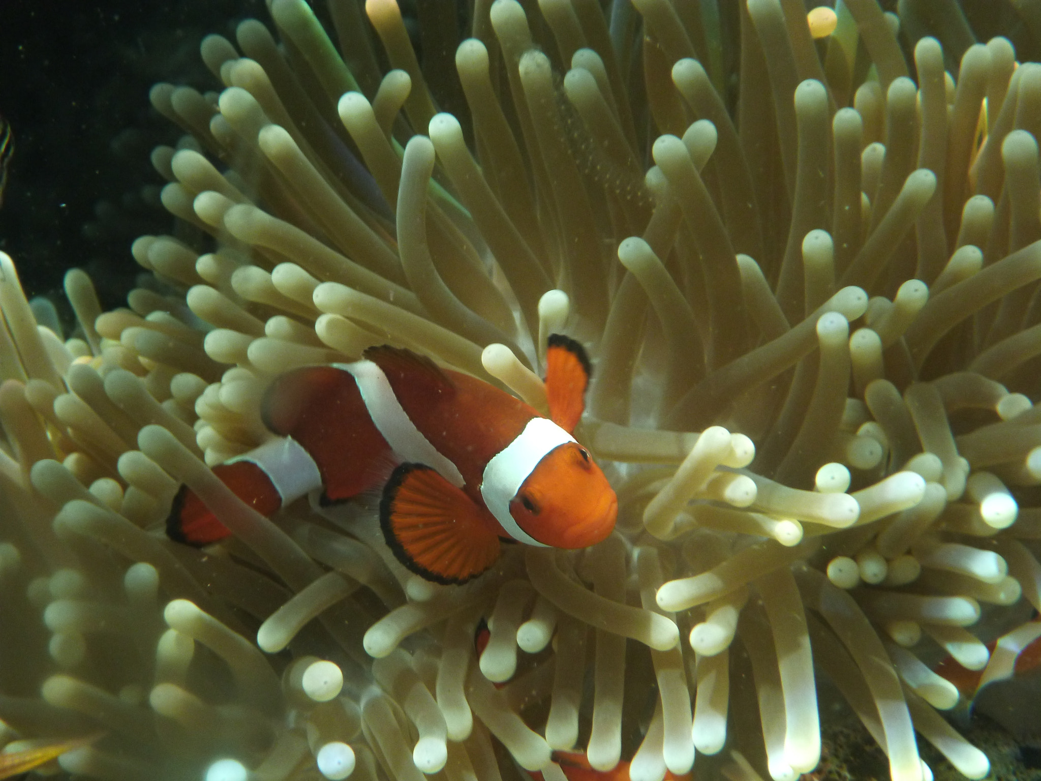 Panasonic DMC-FT4 sample photo. A clownfish photography