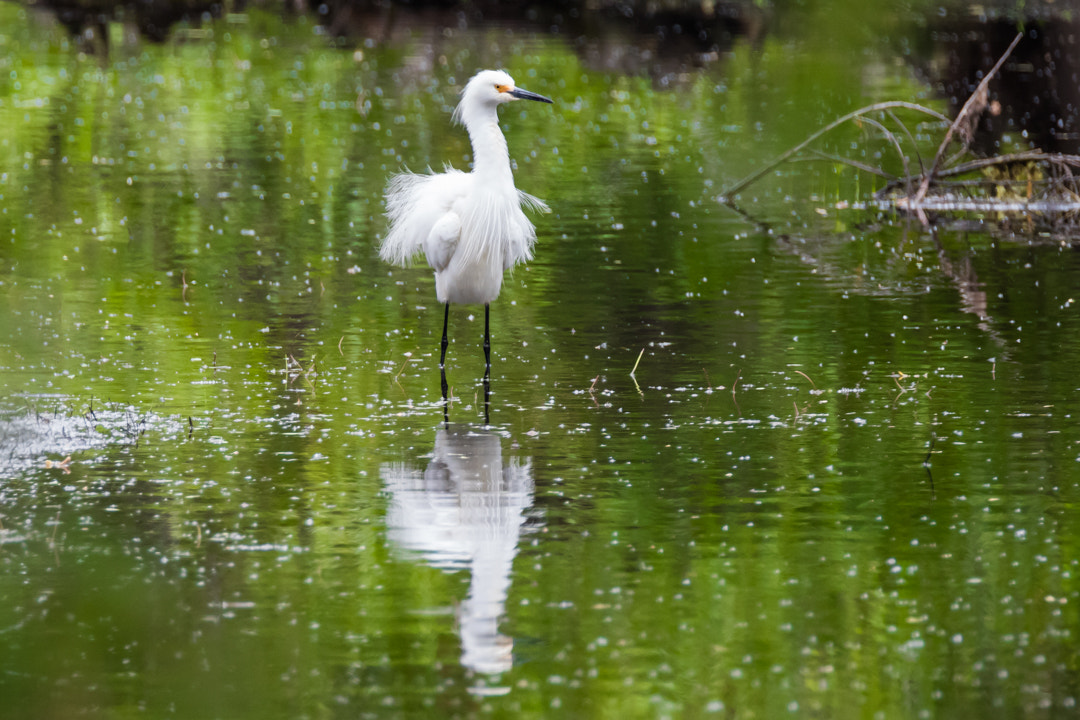 Canon EOS 5DS sample photo. Snowy egret photography