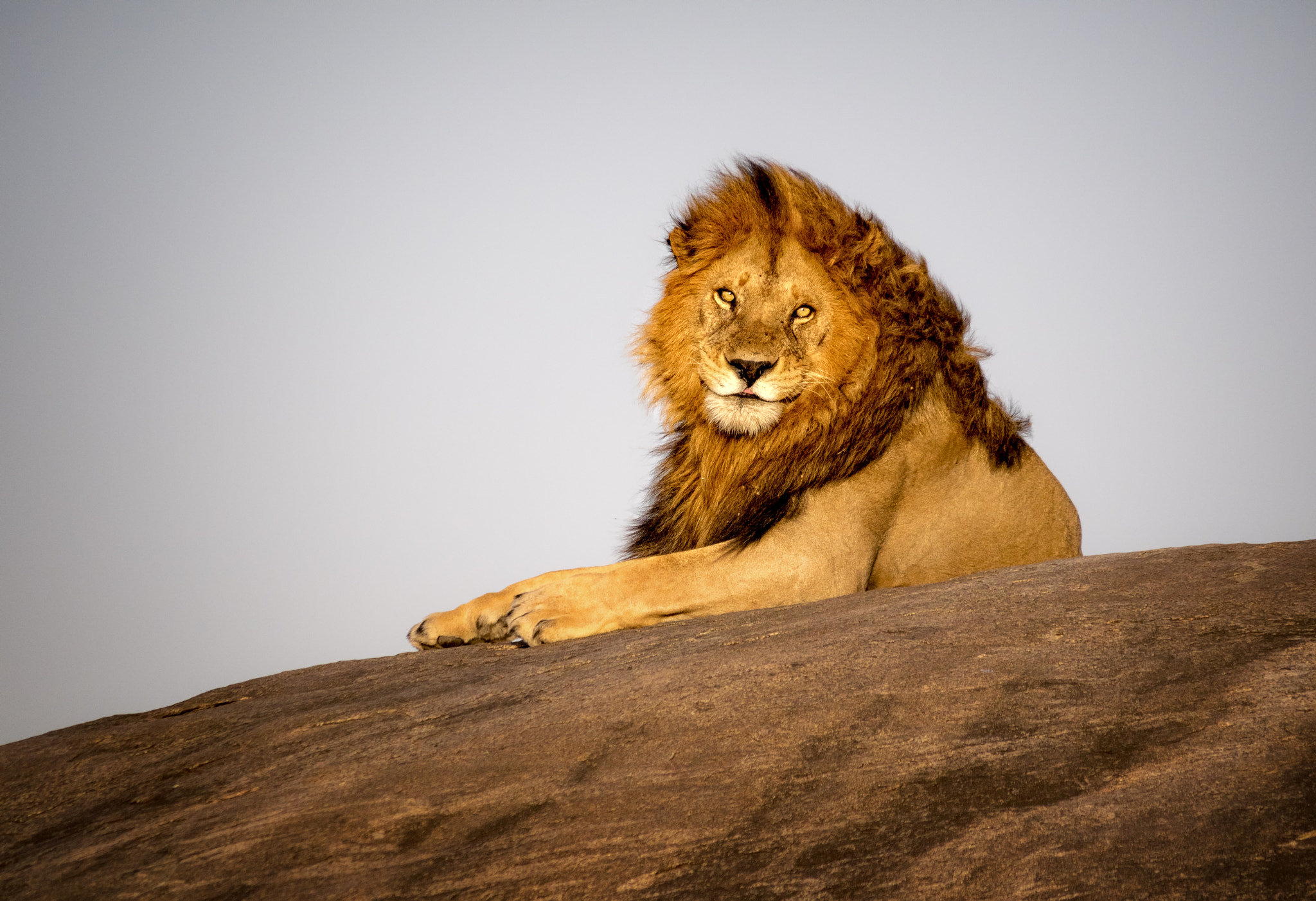Olympus OM-D E-M1 sample photo. The king photography