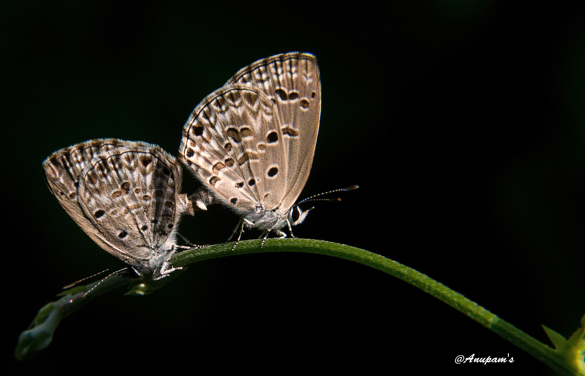 Canon EOS 70D + Tamron AF 18-270mm F3.5-6.3 Di II VC LD Aspherical (IF) MACRO sample photo. Butterfly photography