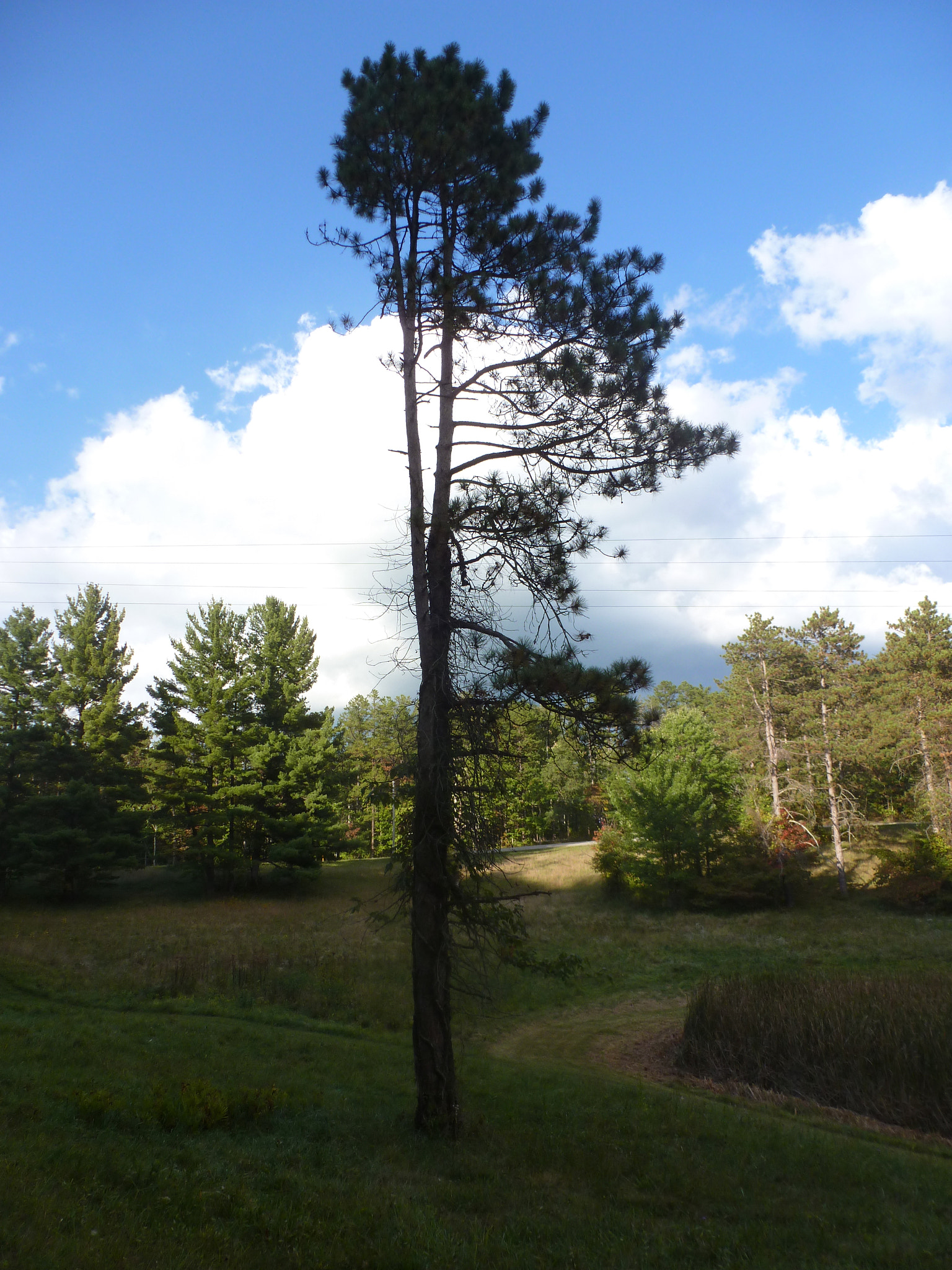 Panasonic Lumix DMC-ZS8 (Lumix DMC-TZ18) sample photo. Tree photography