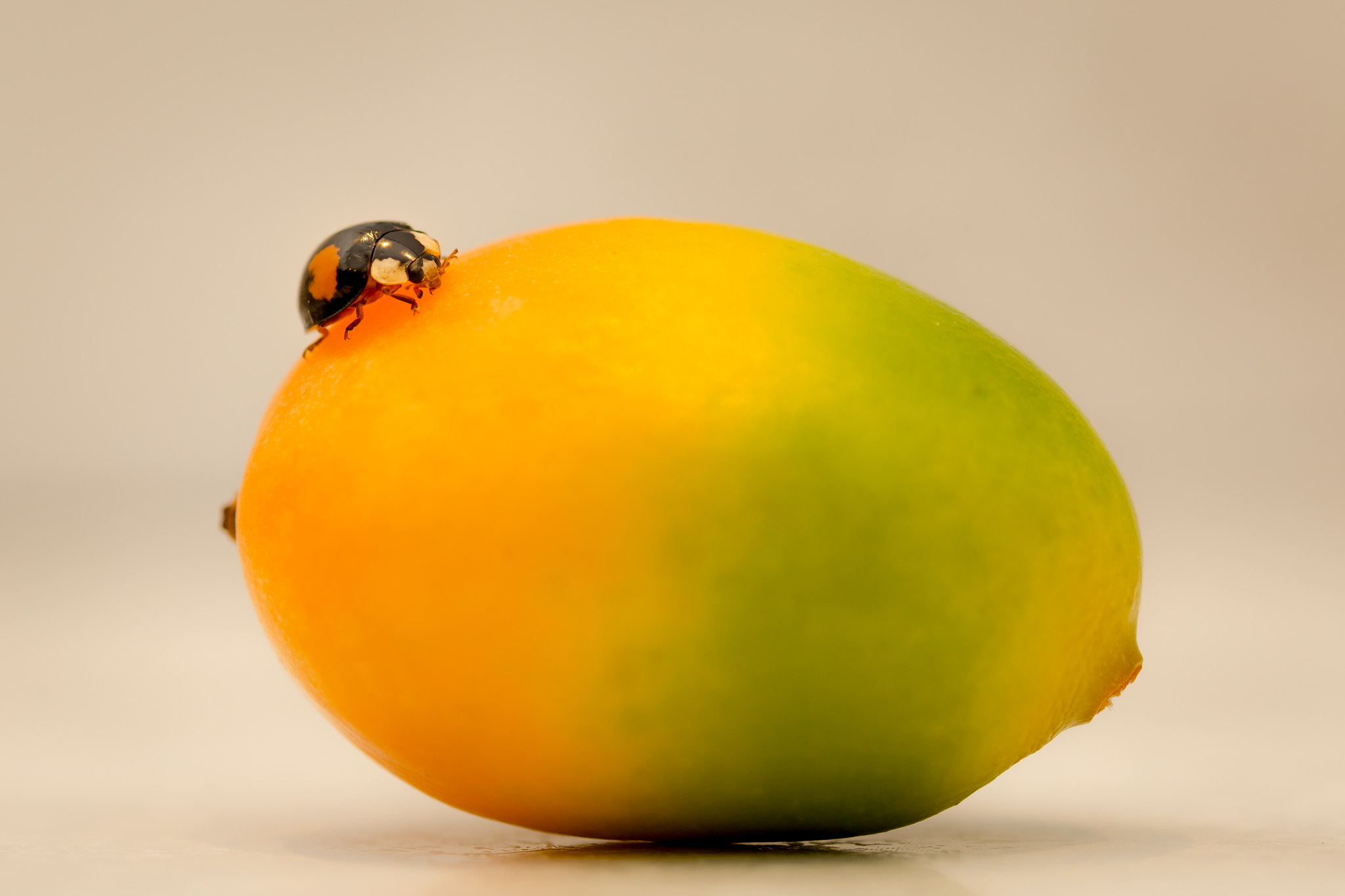 Canon EF 100mm F2.8 Macro USM sample photo. A passion fruit photography
