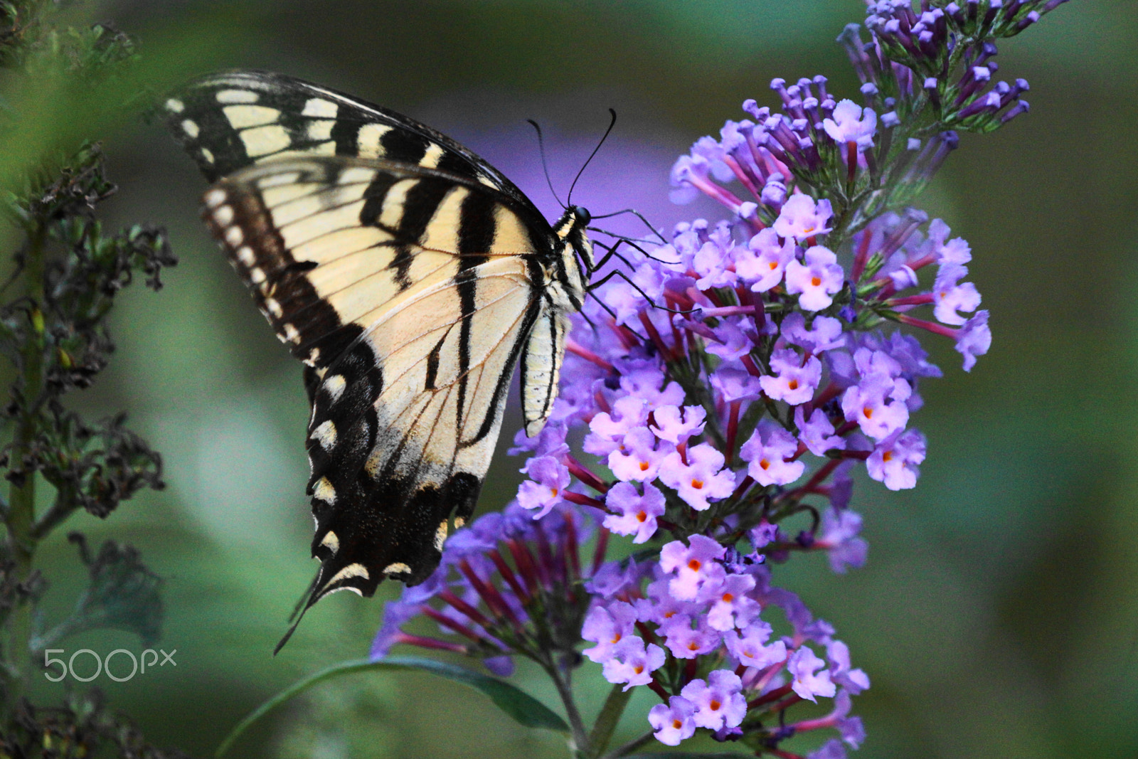 Sony SLT-A77 + Sony 70-400mm F4-5.6 G SSM sample photo. Swallowtail butterfly photography