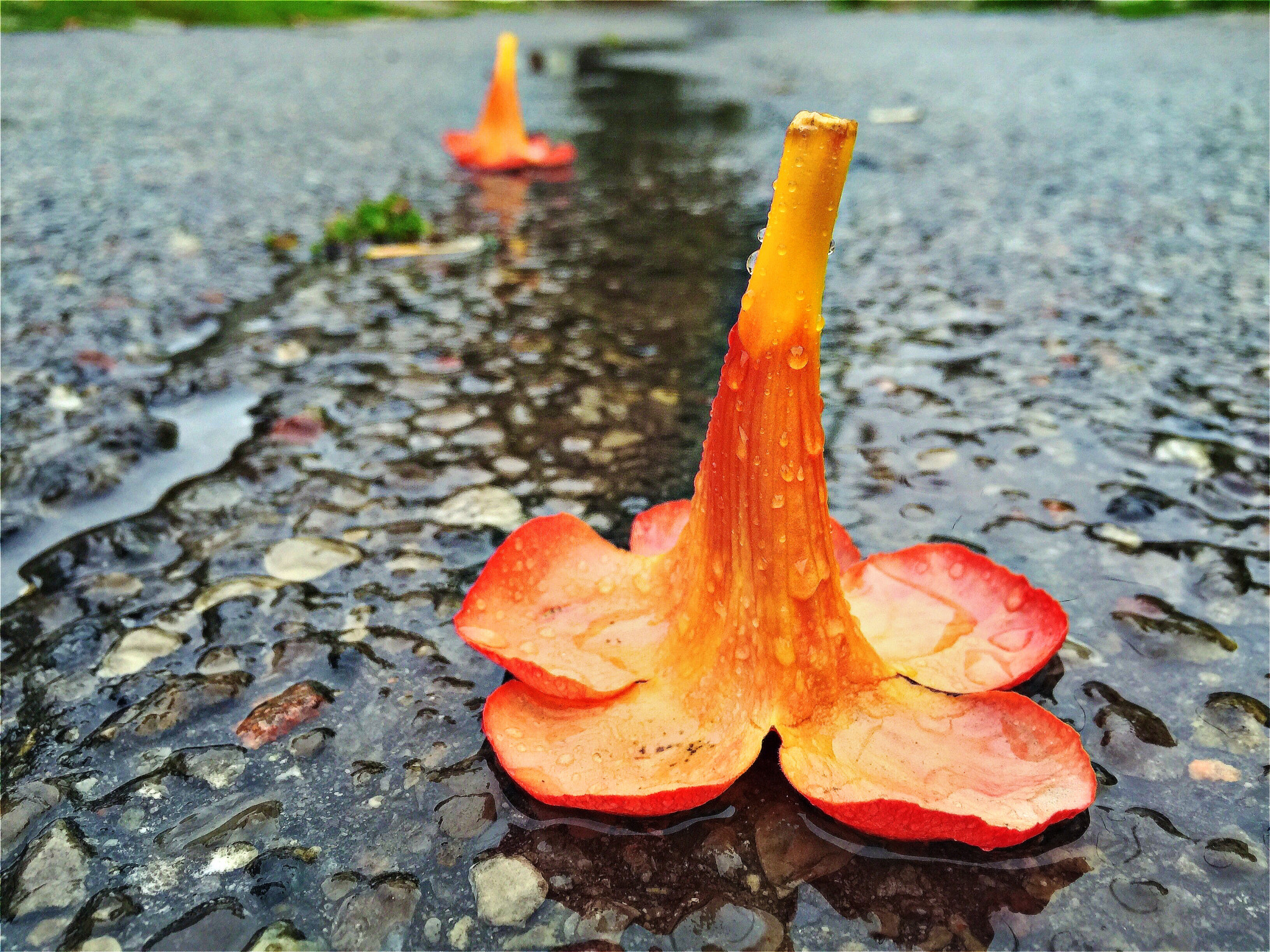 Hipstamatic 321 sample photo. Fallen from the trumpet vine photography