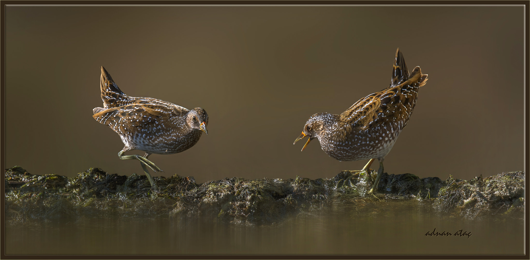 Sigma 150-600mm F5-6.3 DG OS HSM | S sample photo. Benekli su yelvesi - spotted crake - porzana porzana photography