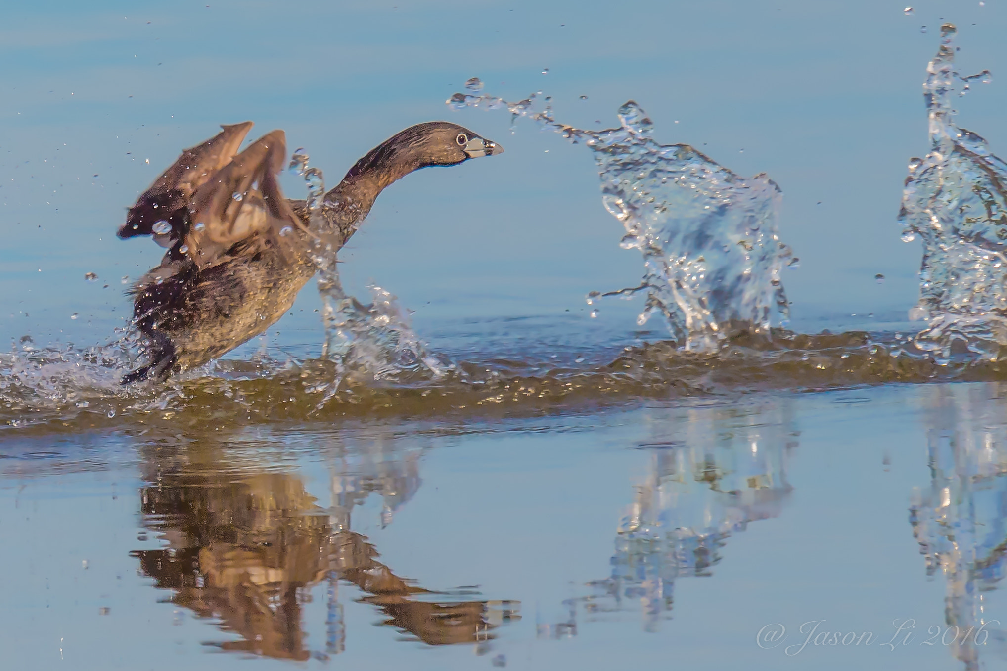 Nikon D5 + Nikon AF-S Nikkor 600mm F4G ED VR sample photo. Pied billed grebe photography