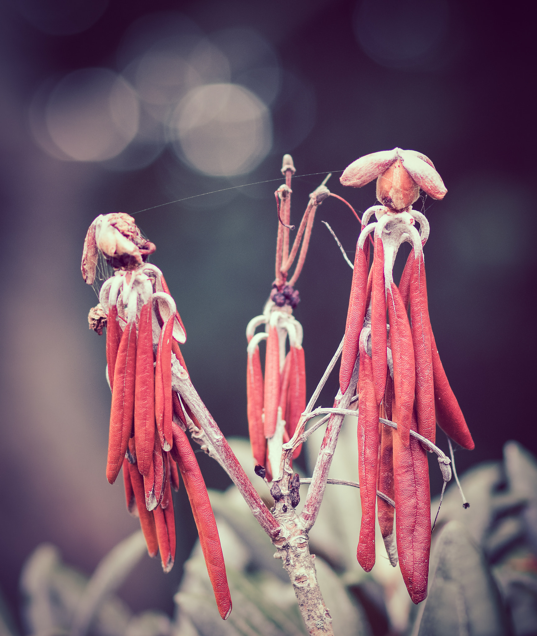 Canon EOS 760D (EOS Rebel T6s / EOS 8000D) sample photo. Puppets photography
