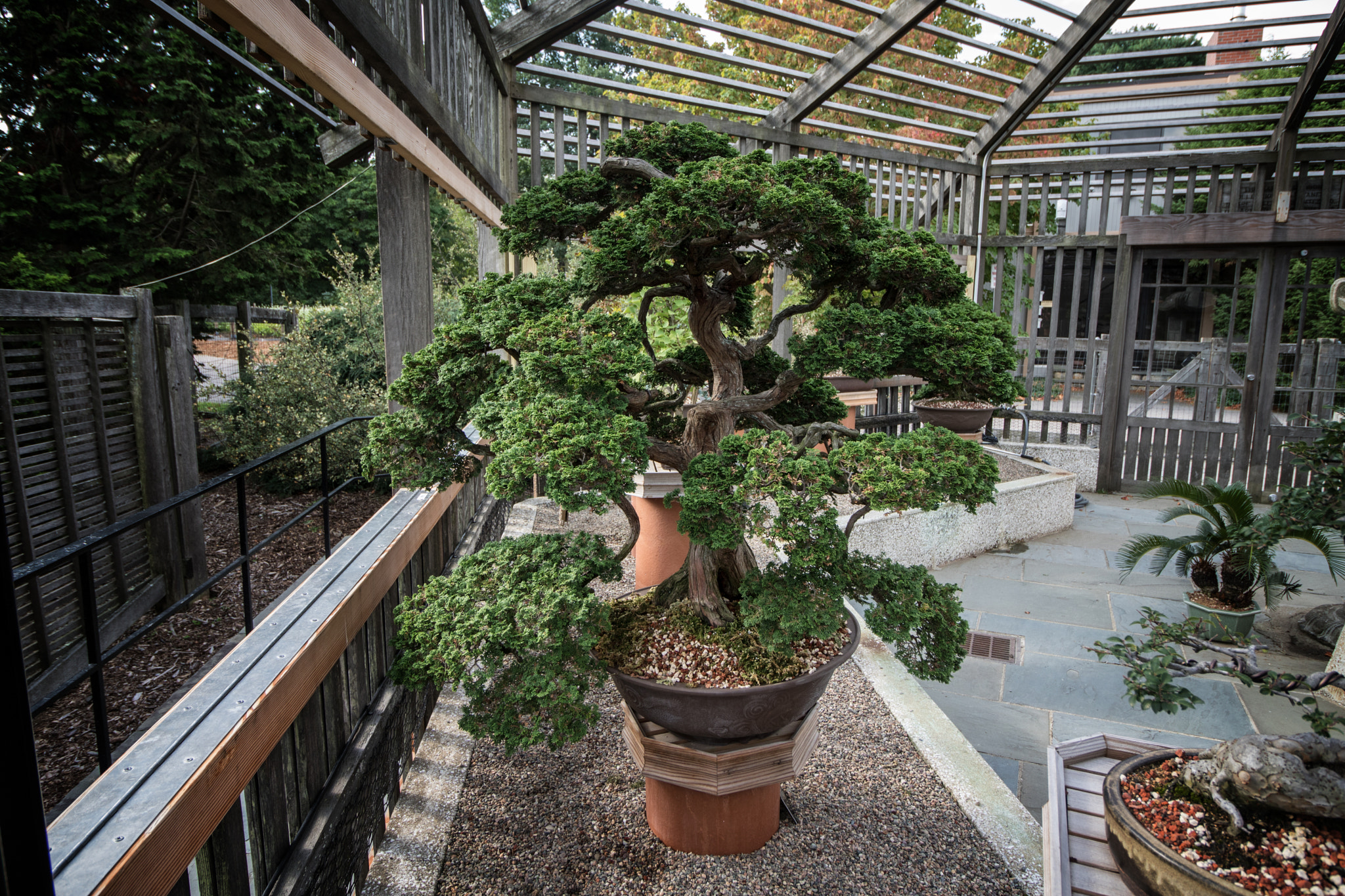 Canon EOS 760D (EOS Rebel T6s / EOS 8000D) sample photo. Bonsai photography