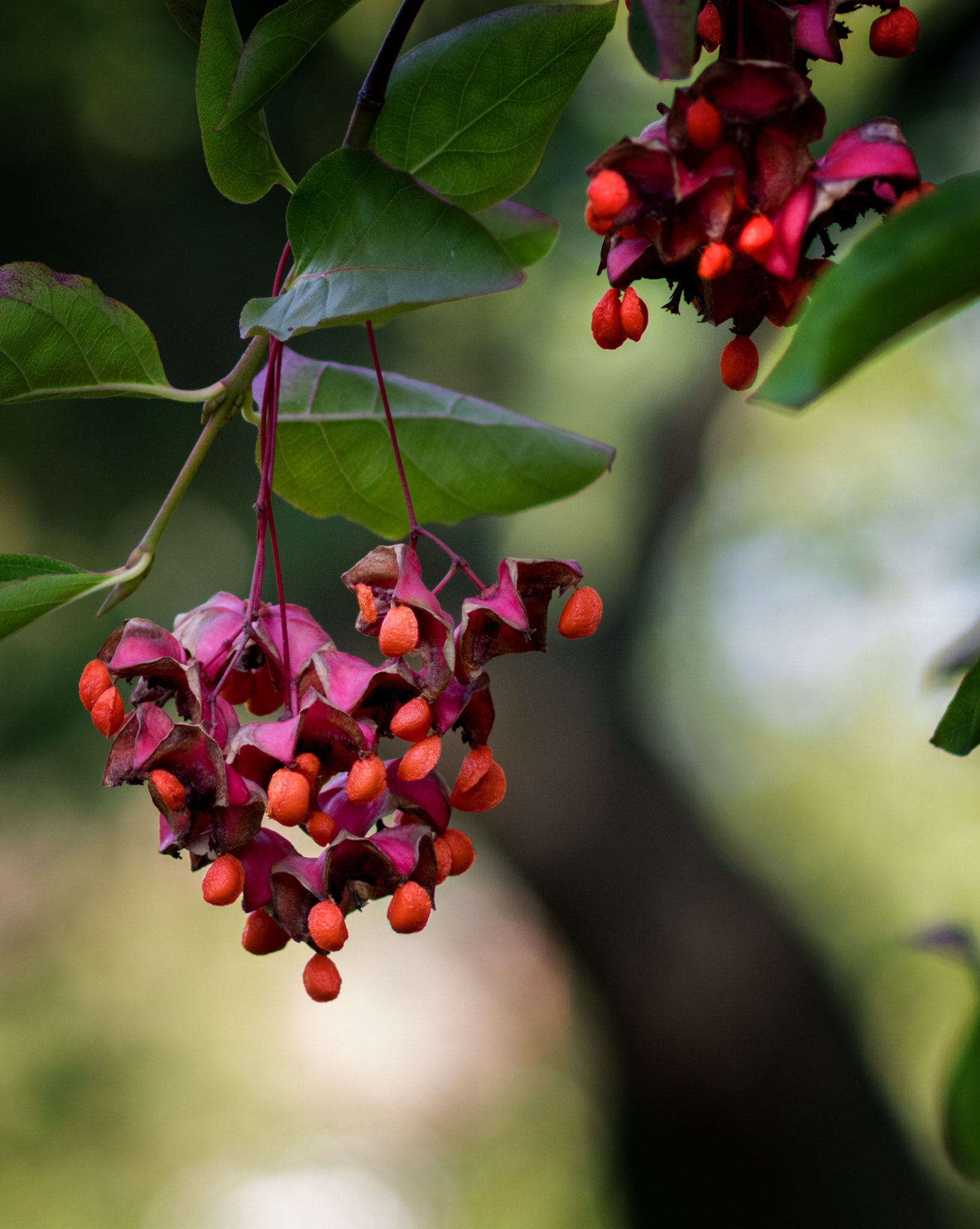 Canon EOS 760D (EOS Rebel T6s / EOS 8000D) sample photo. Chures photography