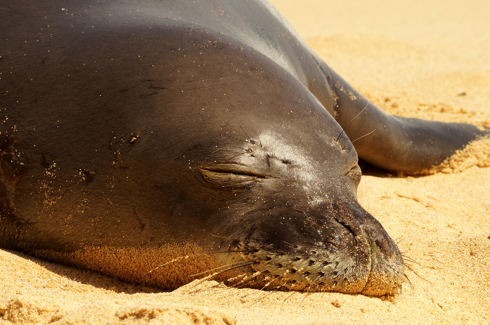 Sony SLT-A57 sample photo. Monk seal napping in the sun on the beach in hi photography