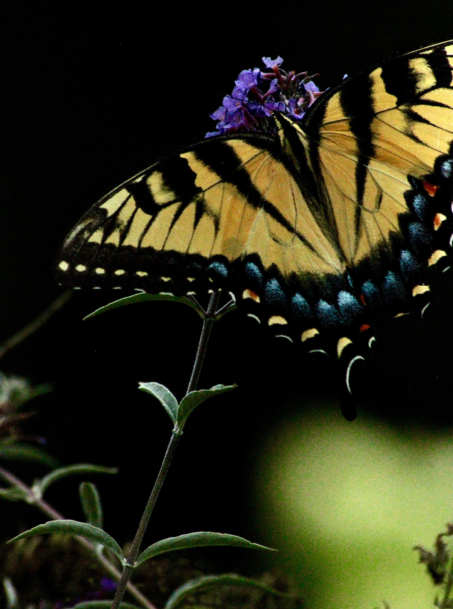 Sigma 70-300mm F4-5.6 APO DG Macro sample photo. Wings photography