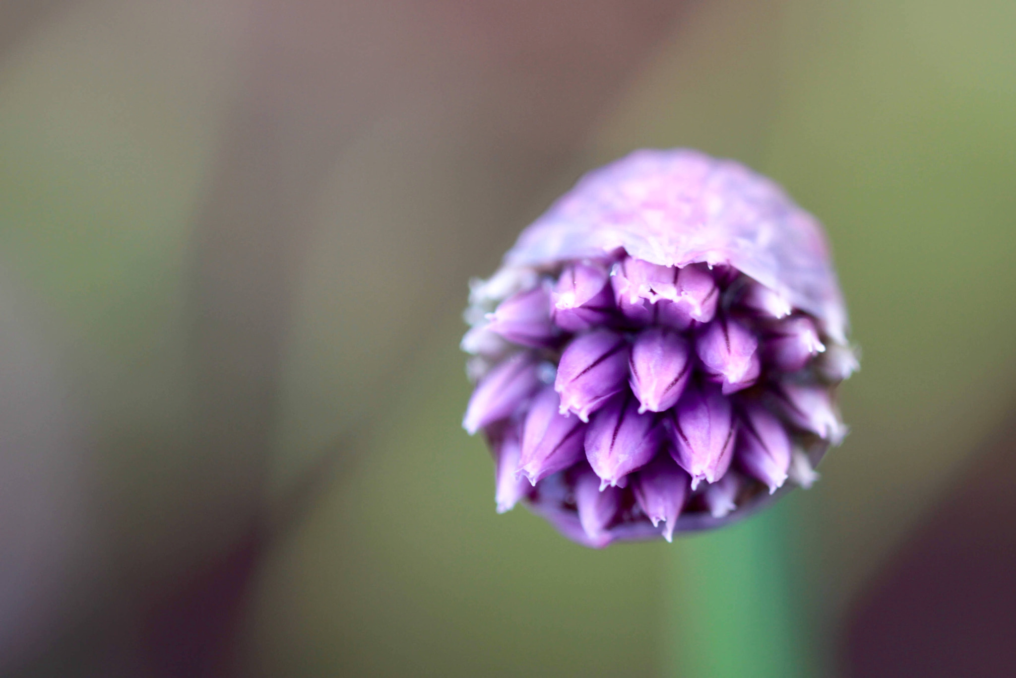 Canon EF 180mm F3.5L Macro USM sample photo. Bokeh love photography