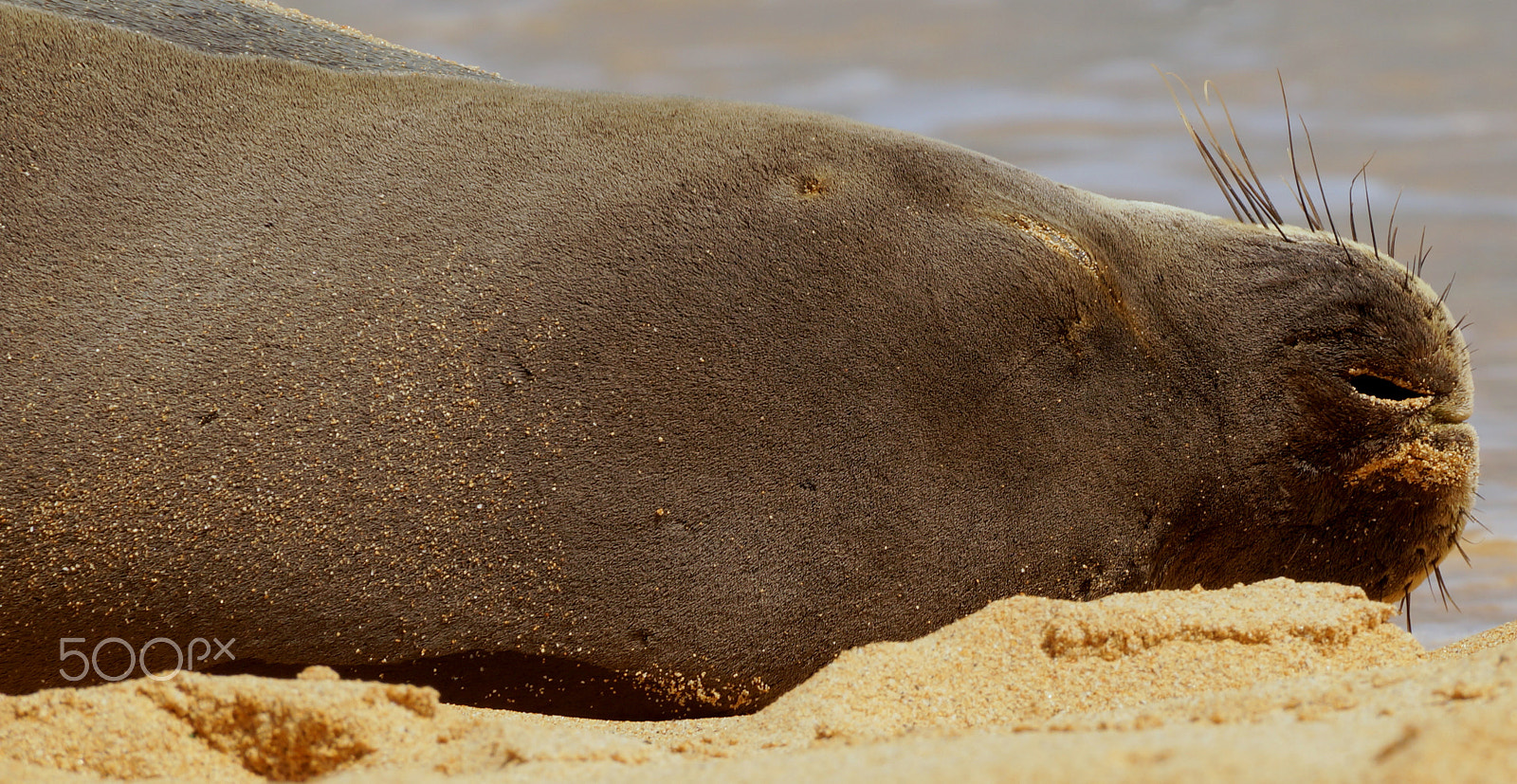 Sony SLT-A57 sample photo. Hawaiin monk seal napping on the beach photography