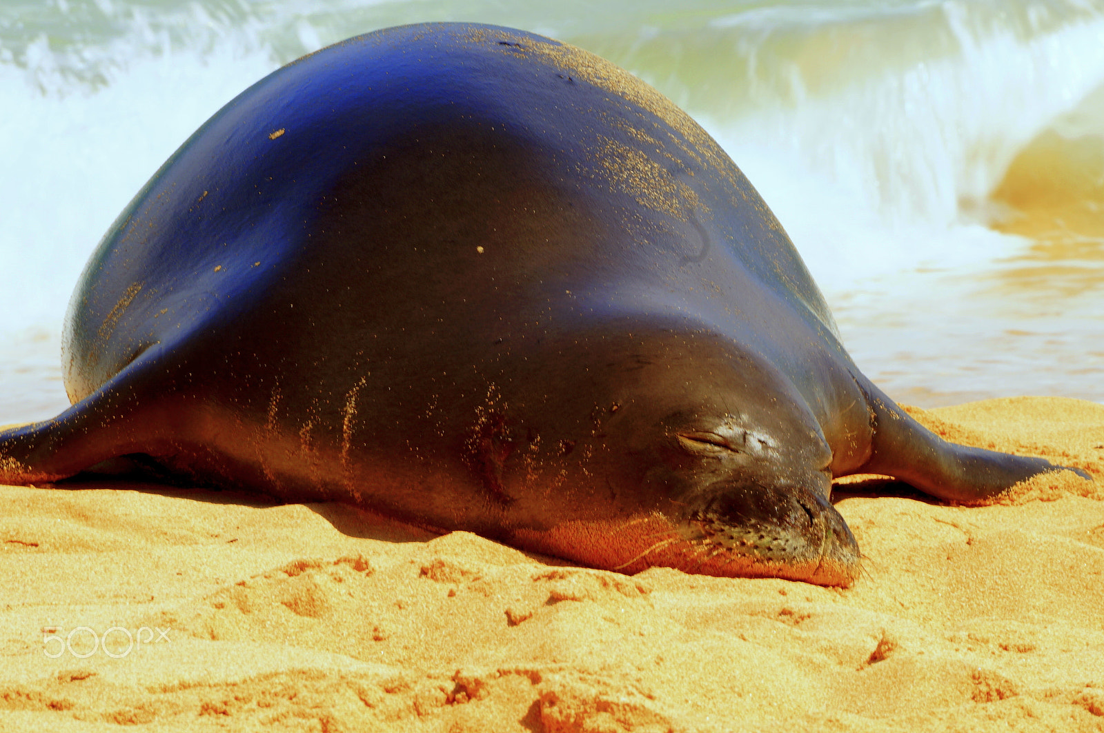 Sony SLT-A57 sample photo. Hawaiin monk seal napping on the beach photography