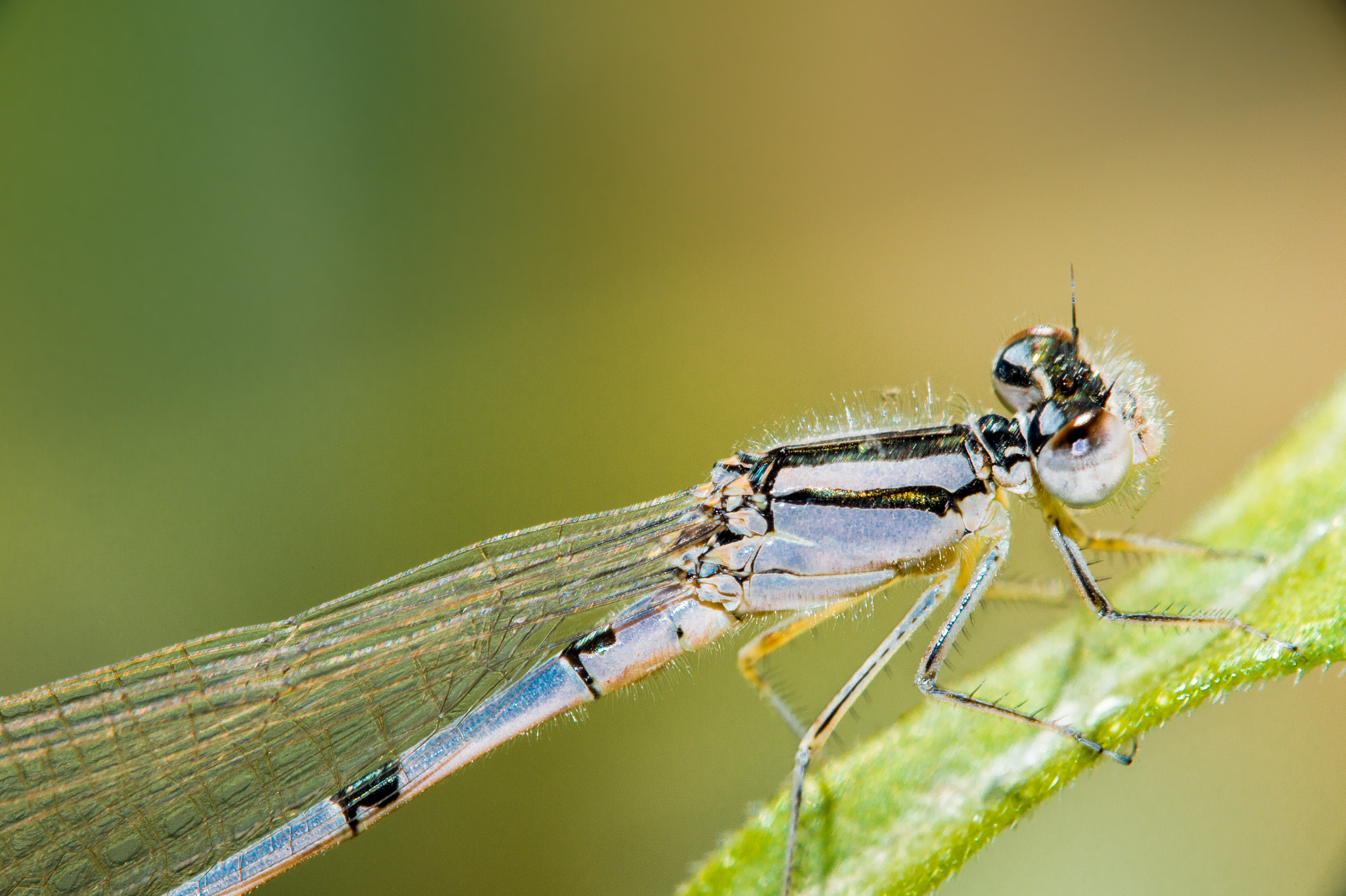 Nikon D4 sample photo. Damselfly in garden. photography